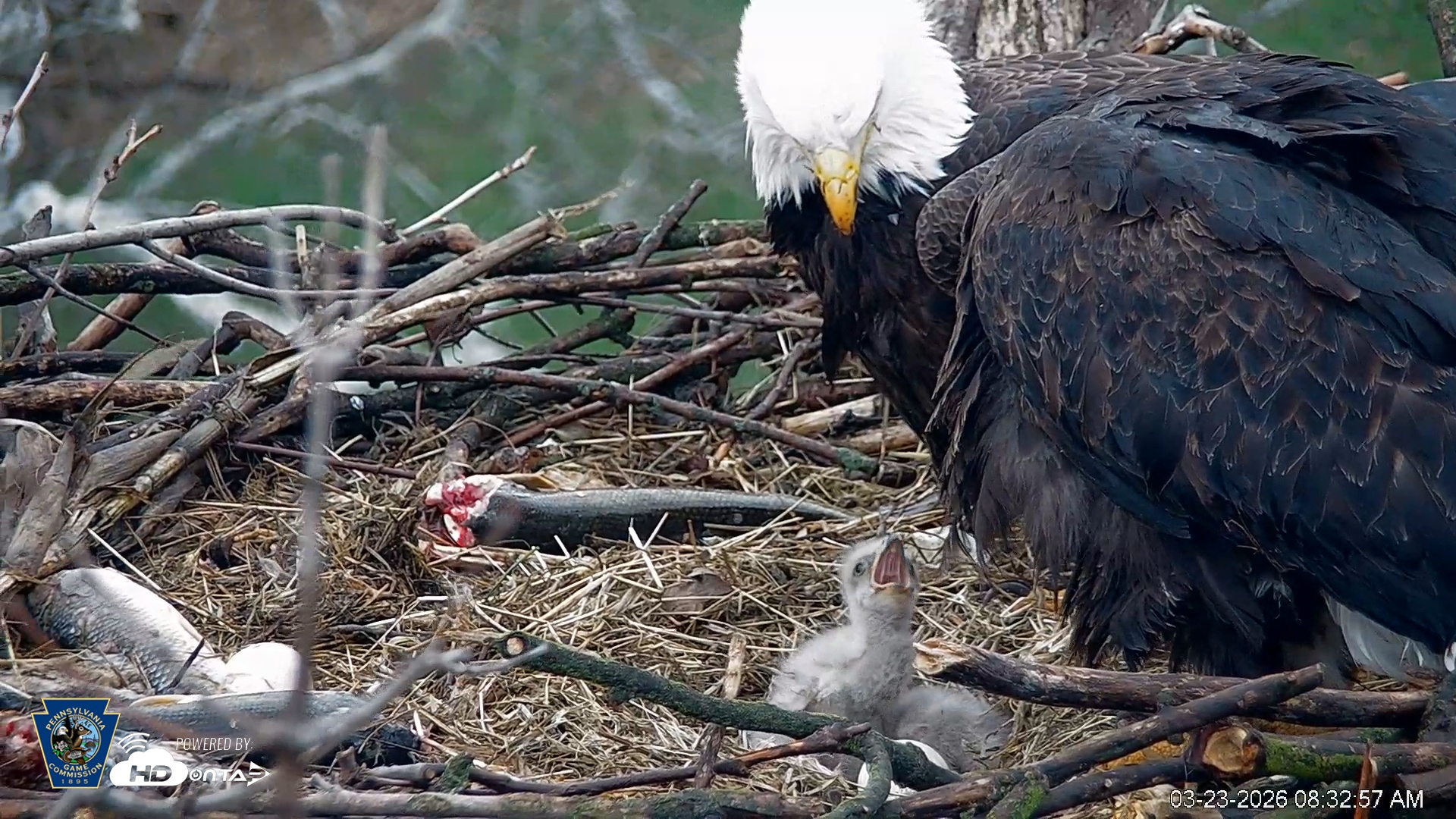 Snapshot of PA Farm Country Eagles Live Cams taken Mar 23, 2026, 8:33am EDT