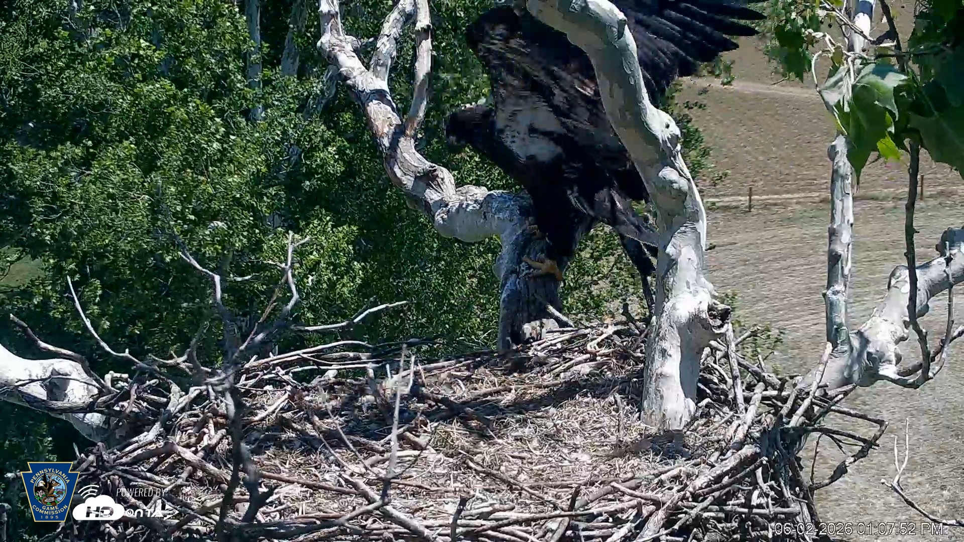 Snapshot of PA Farm Country Eagles Live Cams taken Jun 2, 2026, 1:08pm EDT