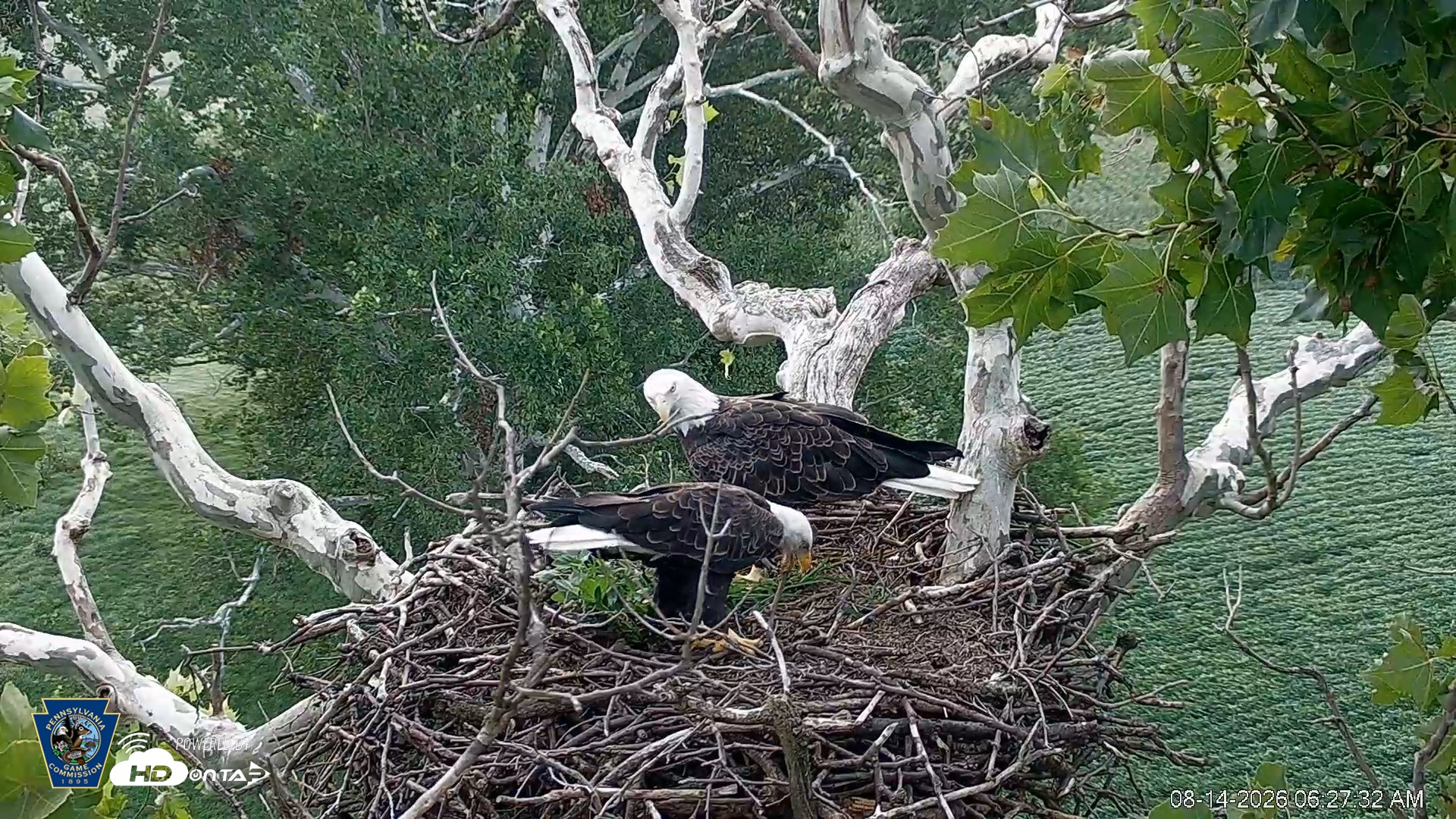 Snapshot of PA Farm Country Eagles Live Cams taken Aug 14, 2026, 6:28am EDT