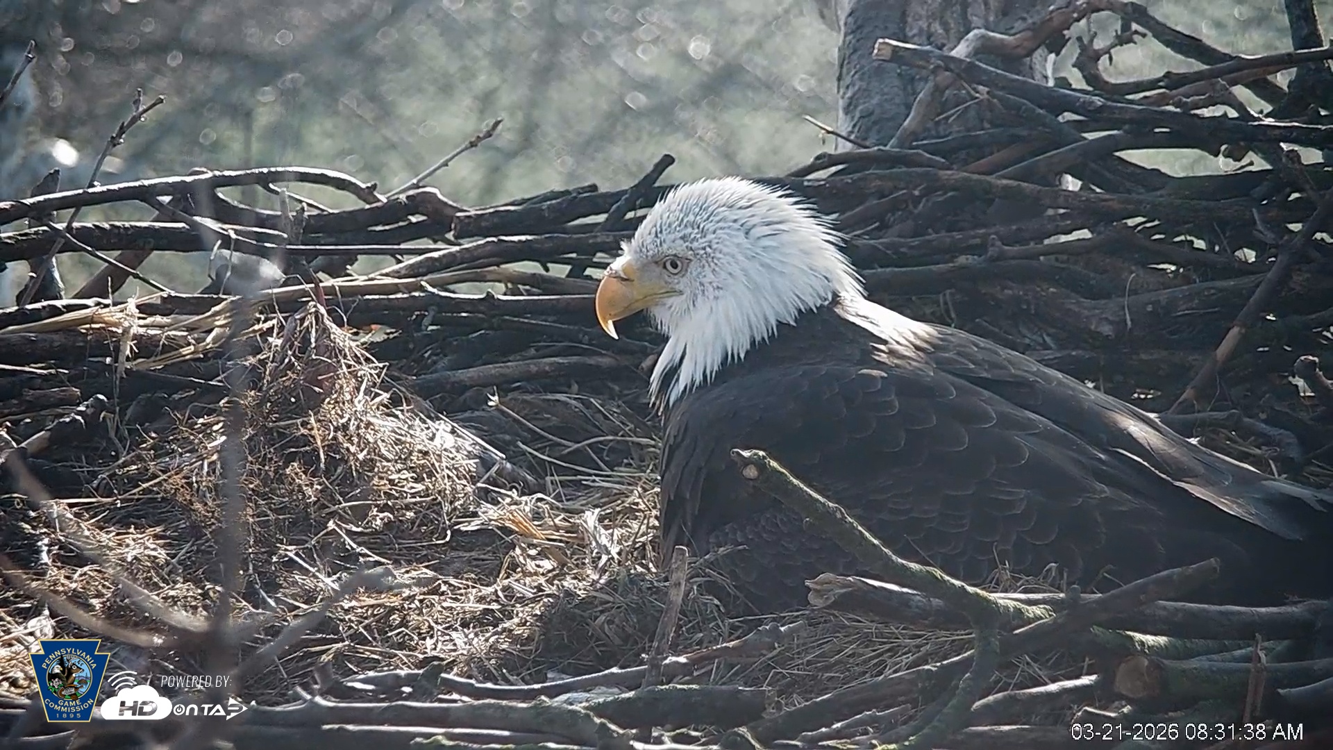 Snapshot of PA Farm Country Eagles Live Cams taken Mar 21, 2026, 8:32am EDT
