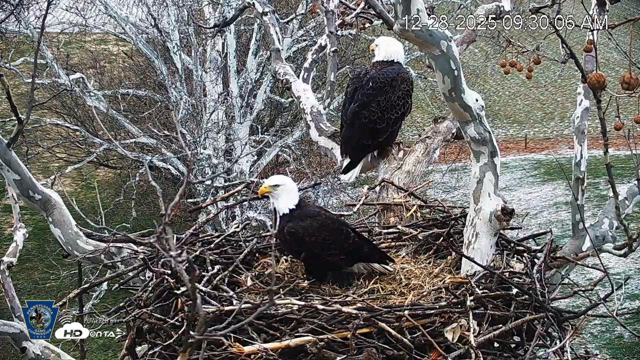 Snapshot of PA Farm Country Eagles Live Cams taken Dec 28, 2025, 9:30am EST