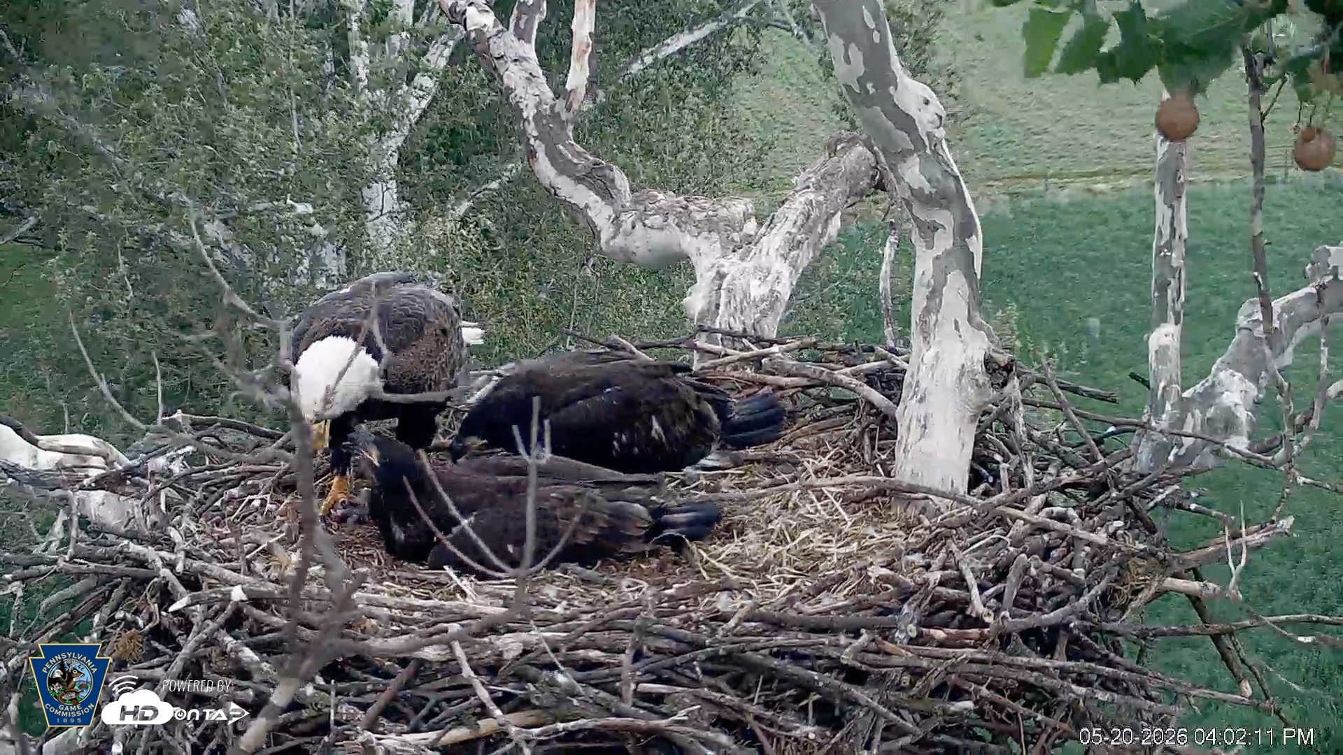 Snapshot of PA Farm Country Eagles Live Cams taken May 20, 2026, 4:03pm EDT