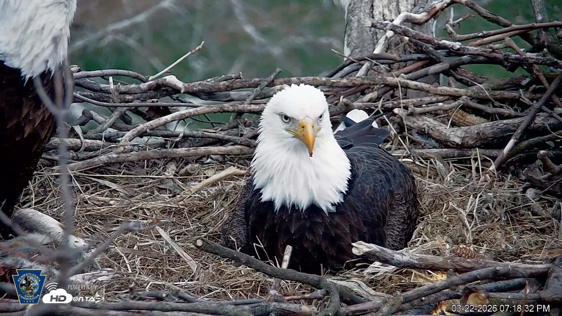 Snapshot of PA Farm Country Eagles Live Cams taken Mar 22, 2026, 7:19pm EDT