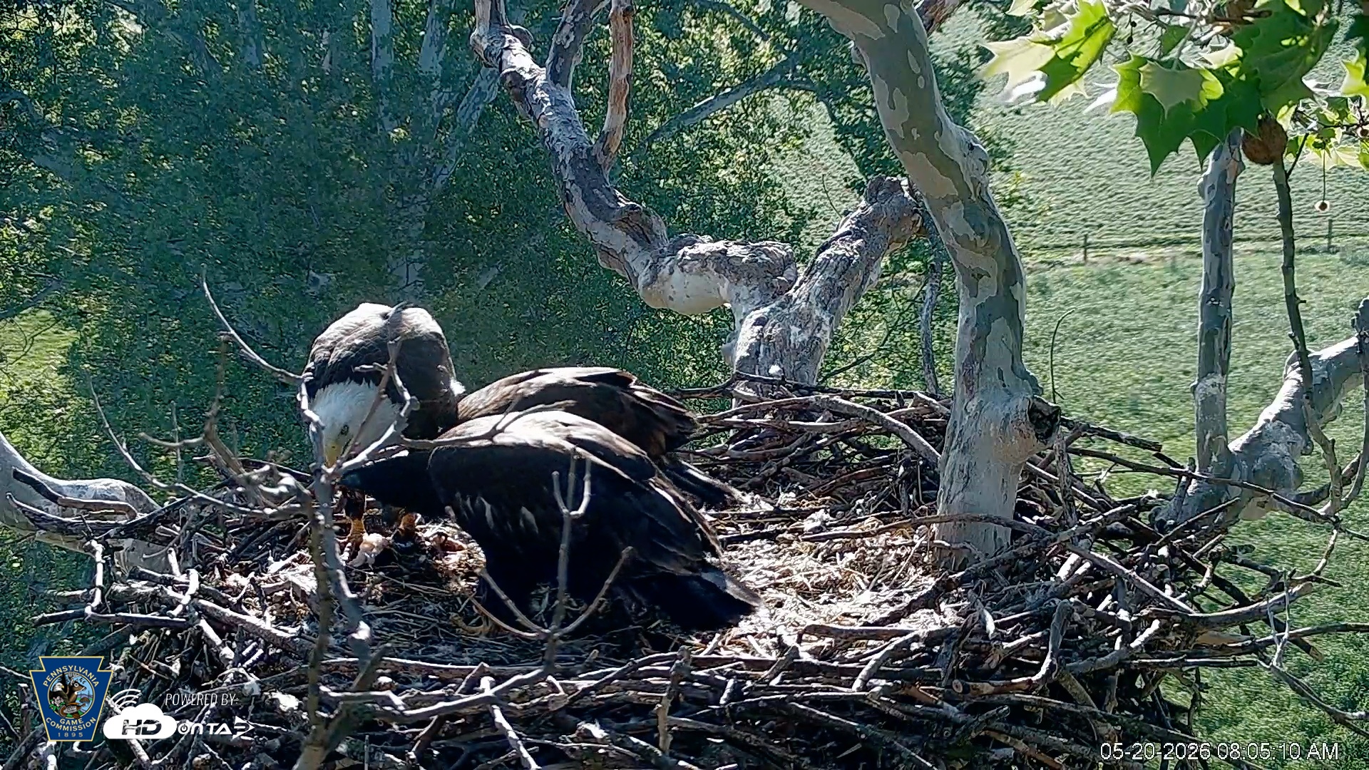 Snapshot of PA Farm Country Eagles Live Cams taken May 20, 2026, 8:05am EDT