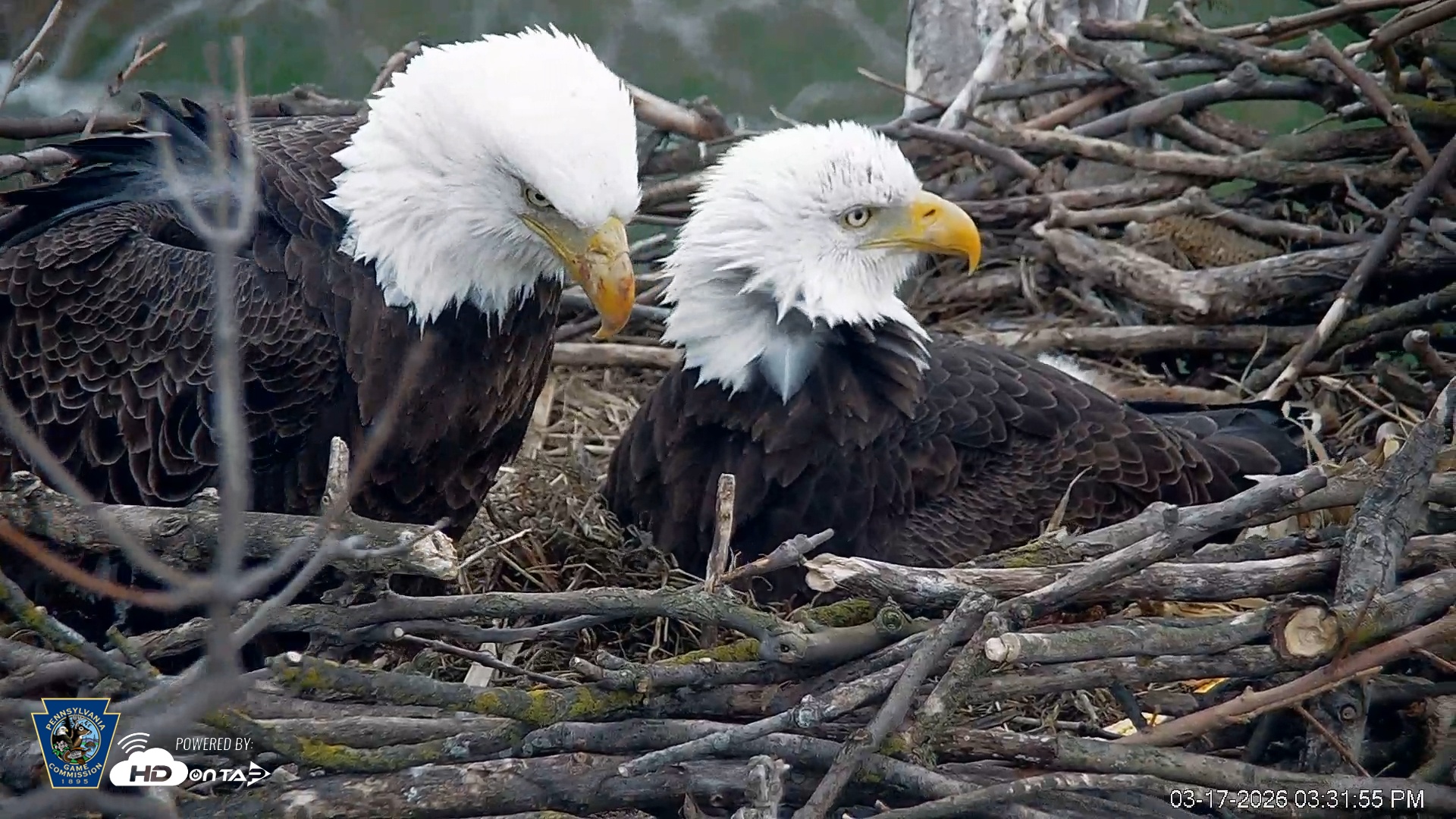 Snapshot of PA Farm Country Eagles Live Cams taken Mar 17, 2026, 3:32pm EDT