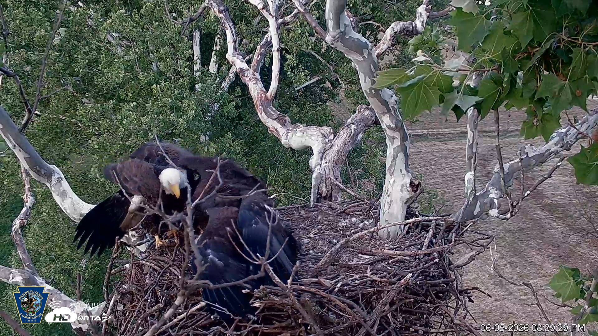 Snapshot of PA Farm Country Eagles Live Cams taken Jun 5, 2026, 8:40pm EDT
