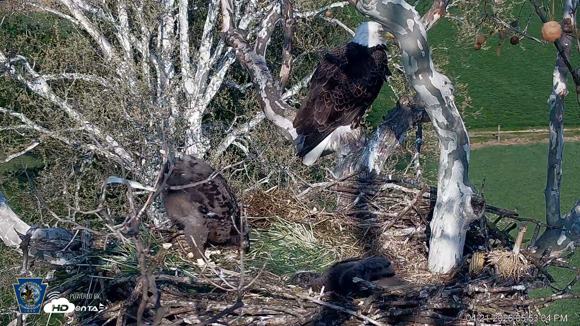 Snapshot of PA Farm Country Eagles Live Cams taken Apr 21, 2026, 5:54pm EDT