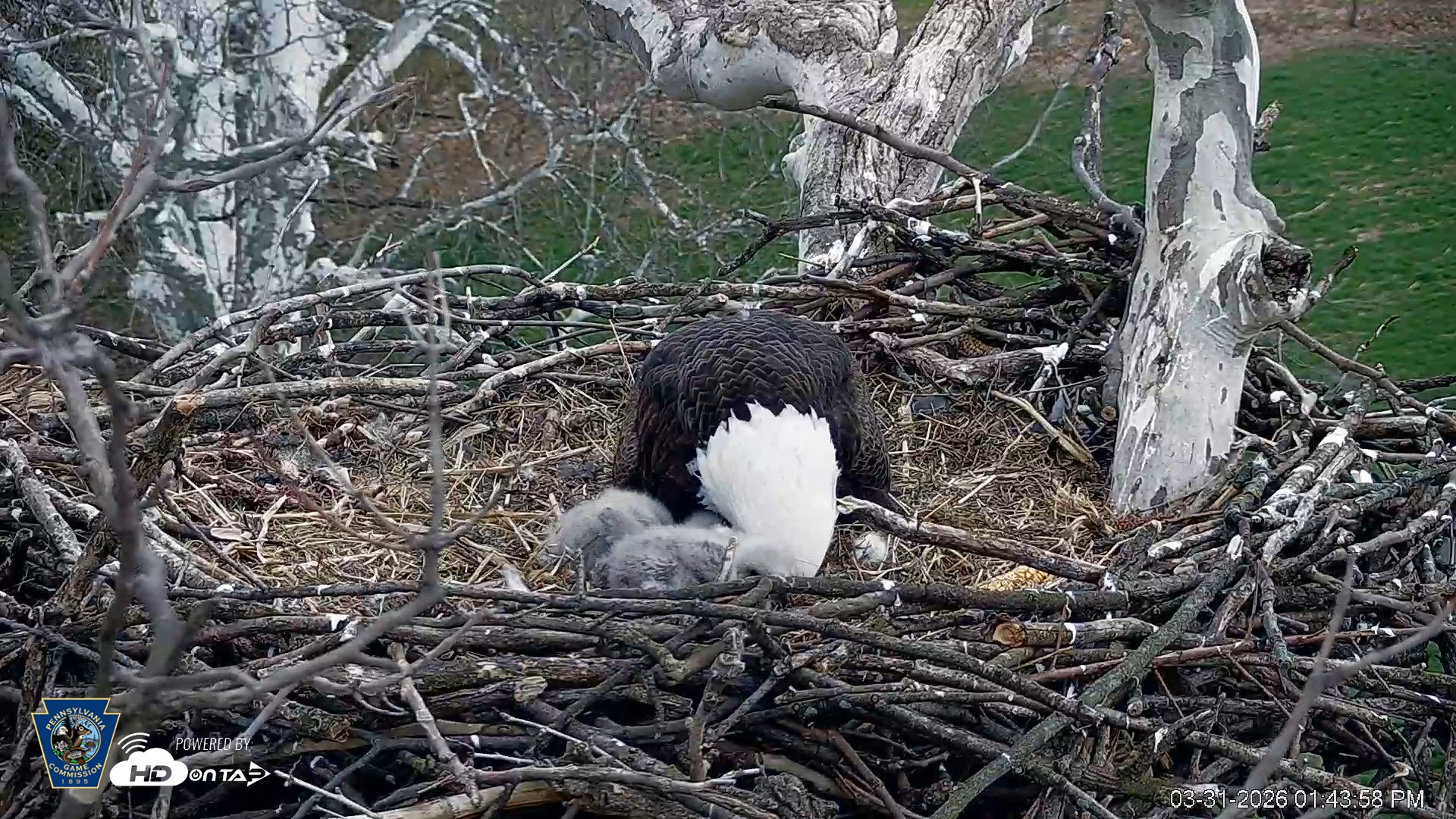 Snapshot of PA Farm Country Eagles Live Cams taken Mar 31, 2026, 1:44pm EDT