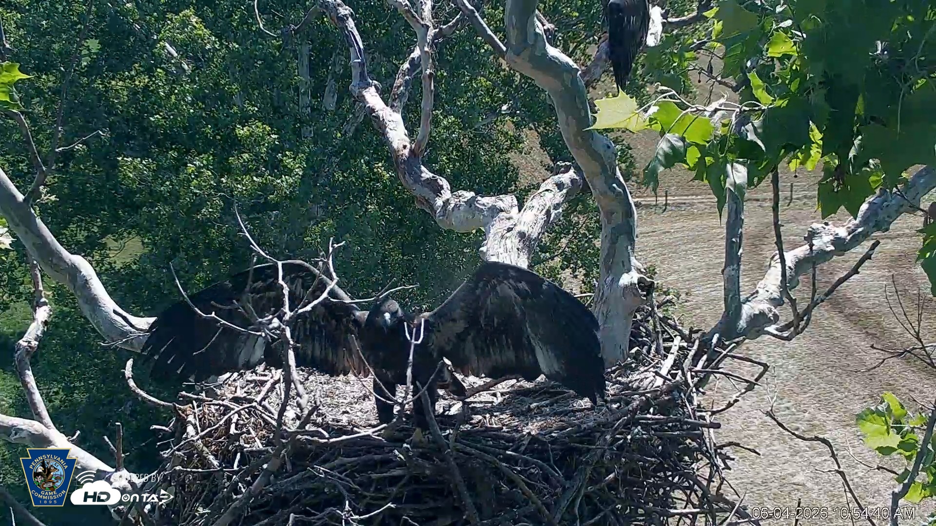 Snapshot of PA Farm Country Eagles Live Cams taken Jun 4, 2026, 10:56am EDT