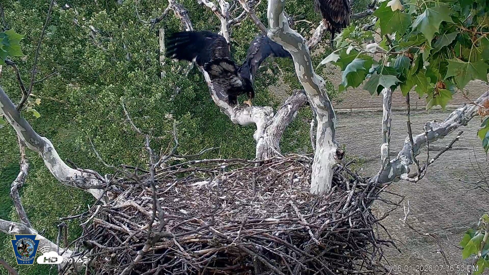 Snapshot of PA Farm Country Eagles Live Cams taken Jun 1, 2026, 7:37pm EDT