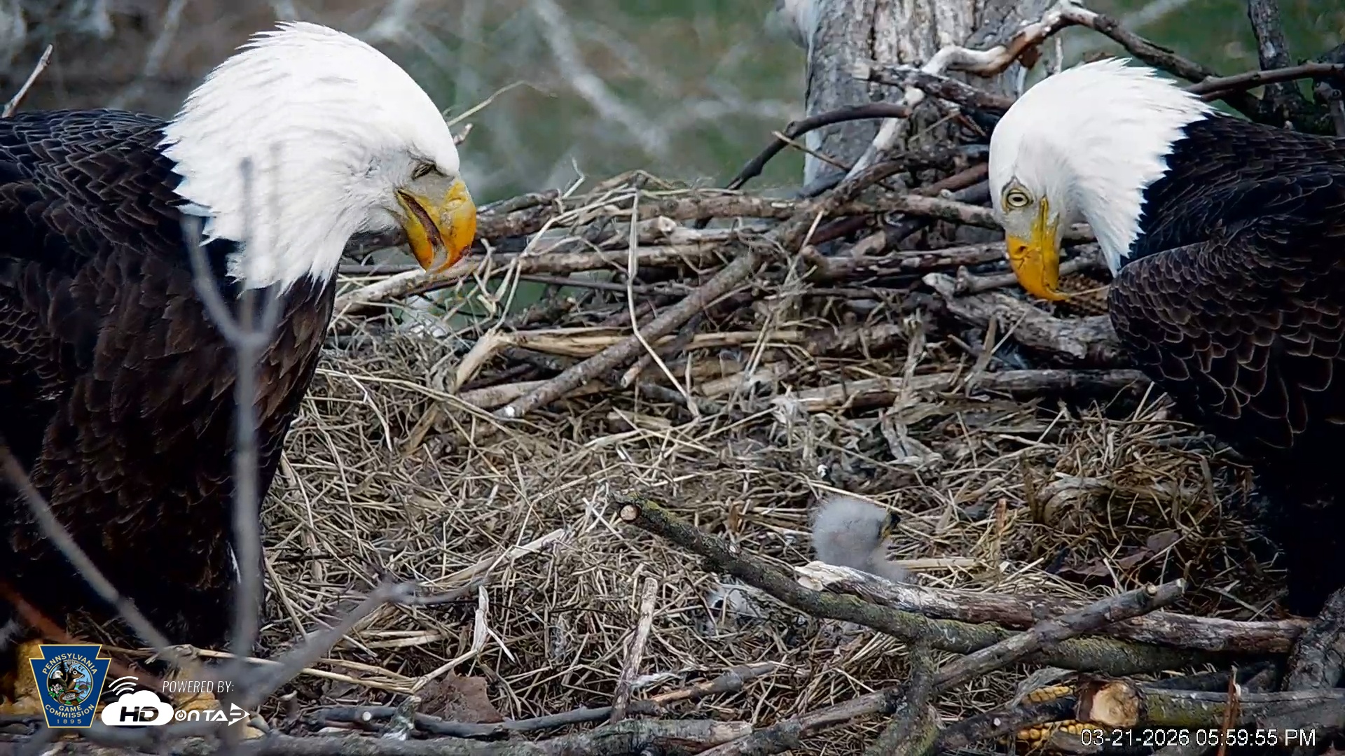 Snapshot of PA Farm Country Eagles Live Cams taken Mar 21, 2026, 6:00pm EDT