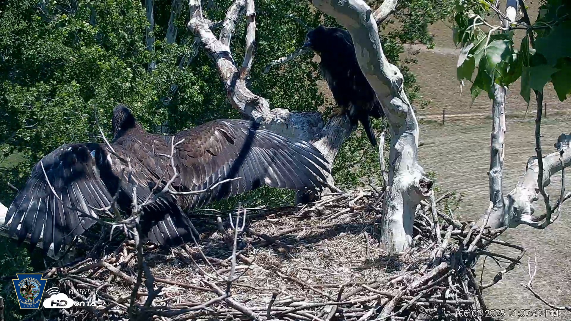 Snapshot of PA Farm Country Eagles Live Cams taken Jun 2, 2026, 1:08pm EDT