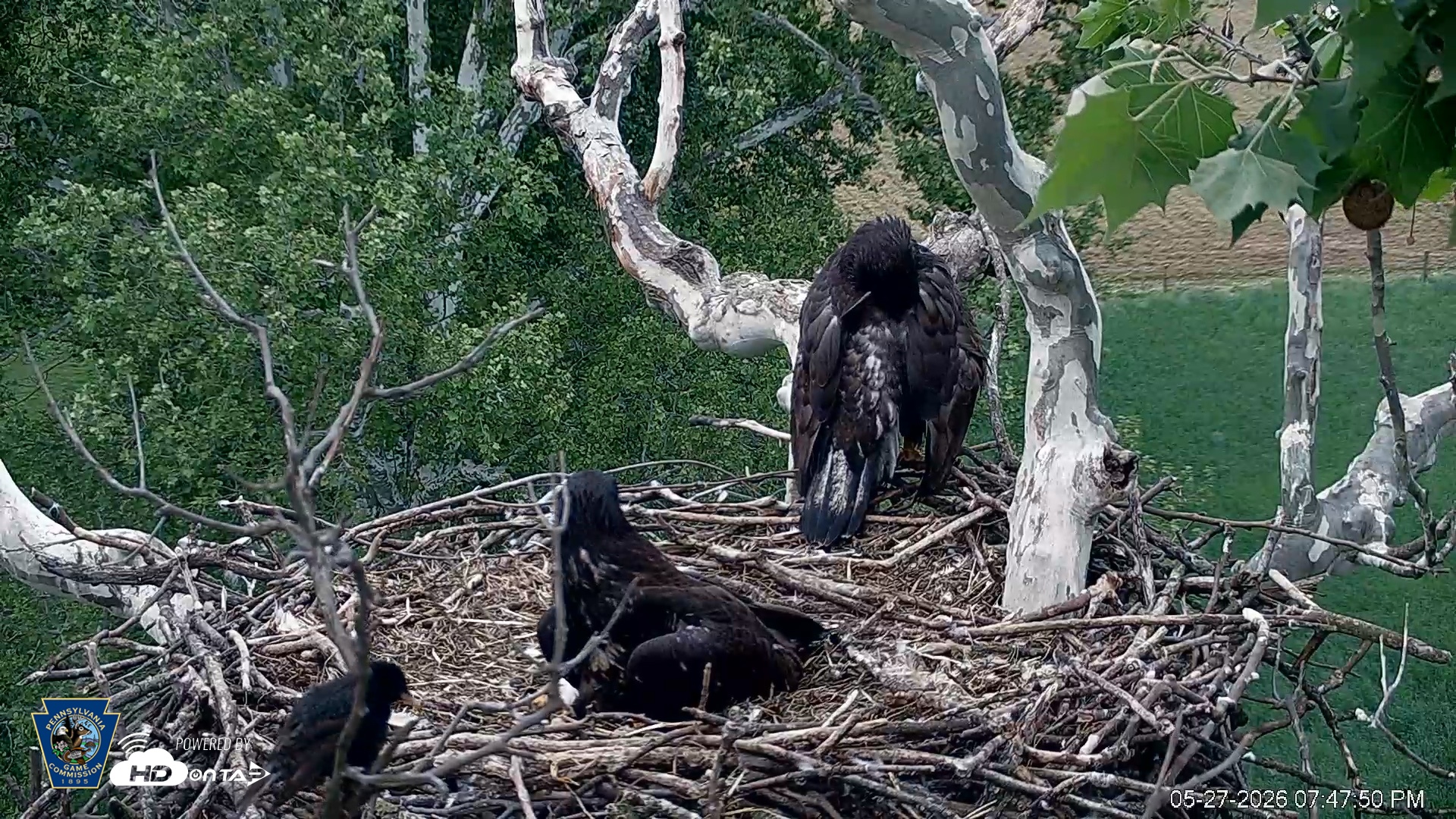 Snapshot of PA Farm Country Eagles Live Cams taken May 27, 2026, 7:48pm EDT