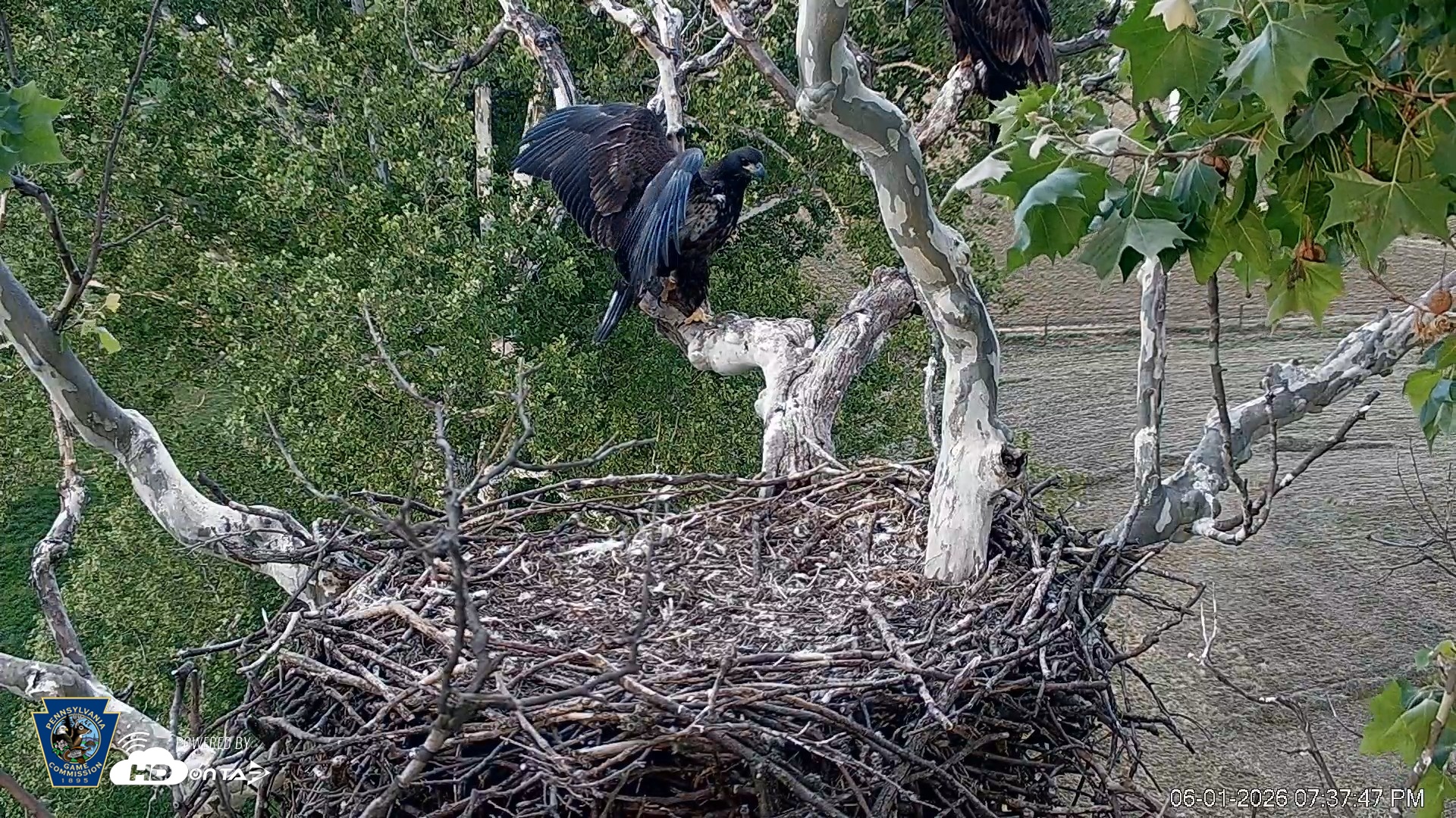 Snapshot of PA Farm Country Eagles Live Cams taken Jun 1, 2026, 7:38pm EDT