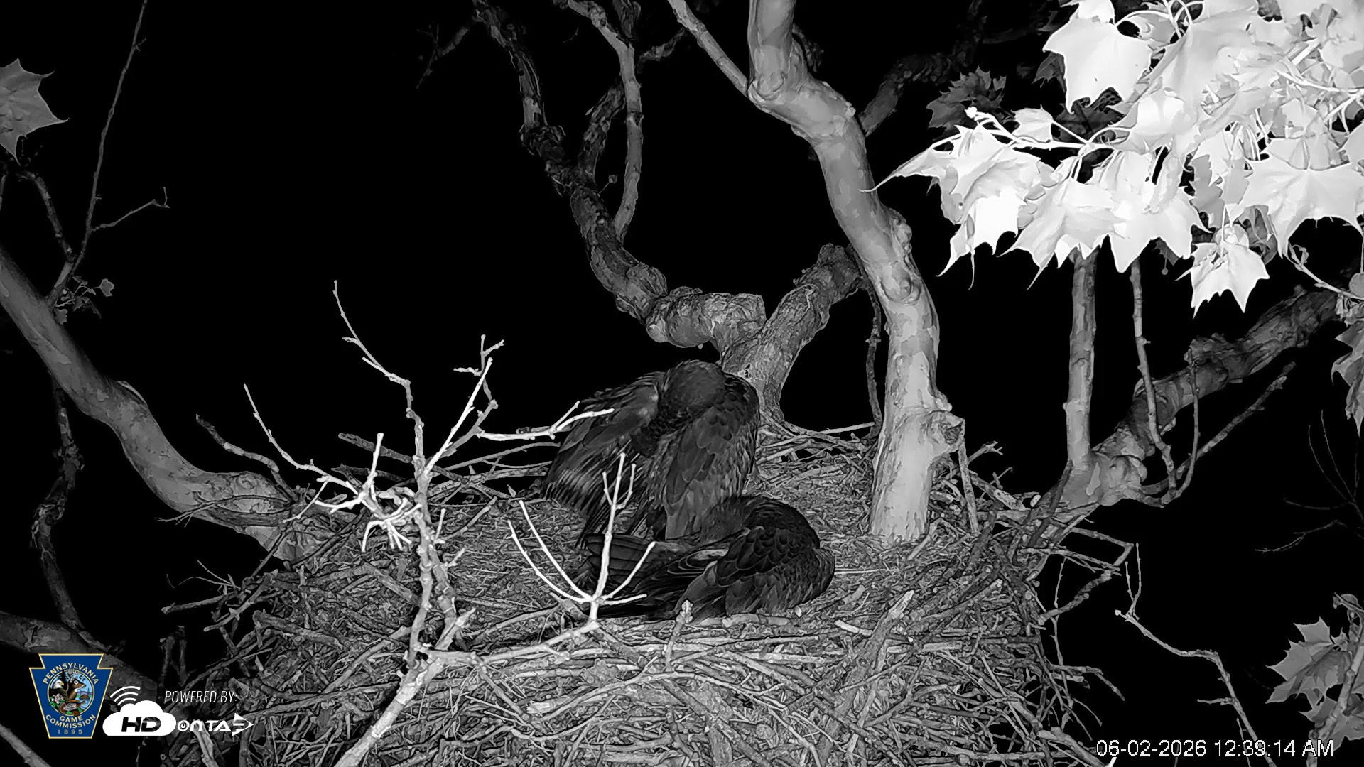 Snapshot of PA Farm Country Eagles Live Cams taken Jun 2, 2026, 12:41am EDT