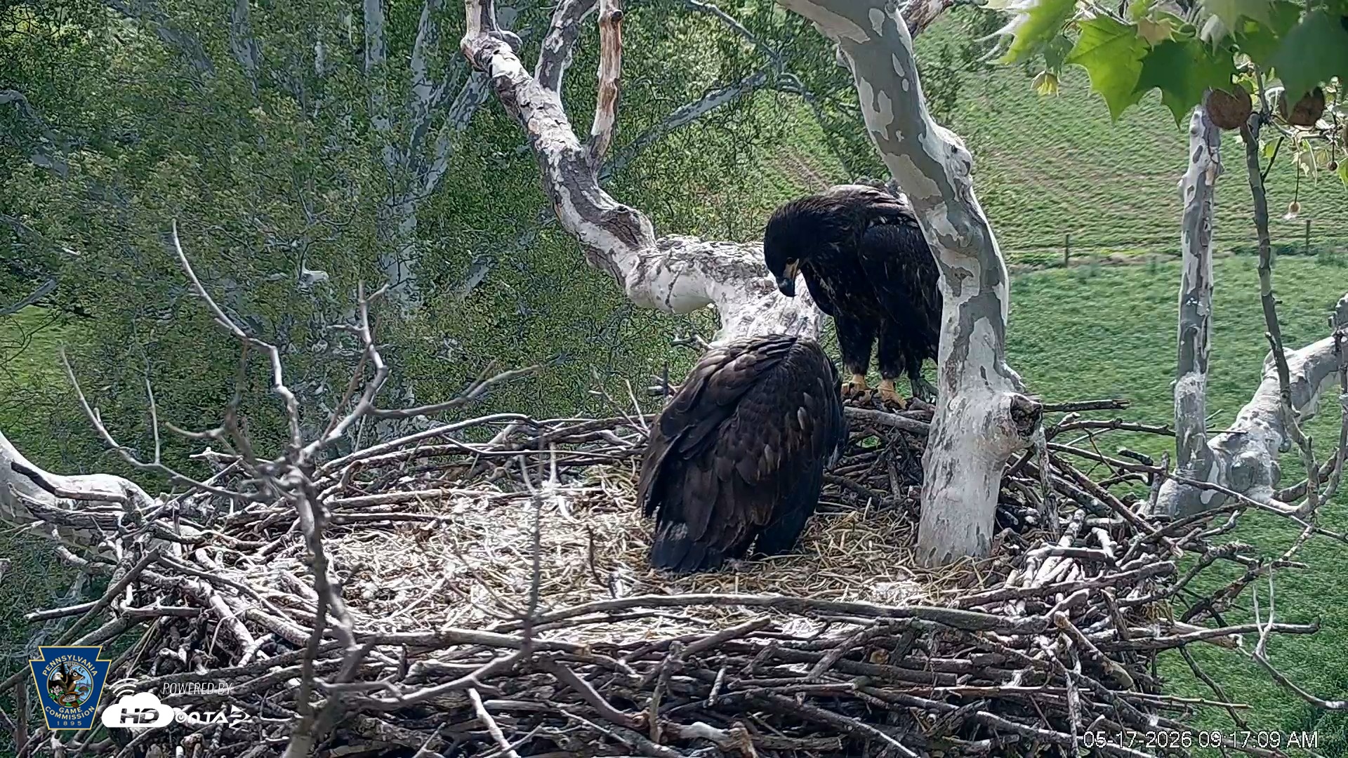 Snapshot of PA Farm Country Eagles Live Cams taken May 17, 2026, 9:18am EDT