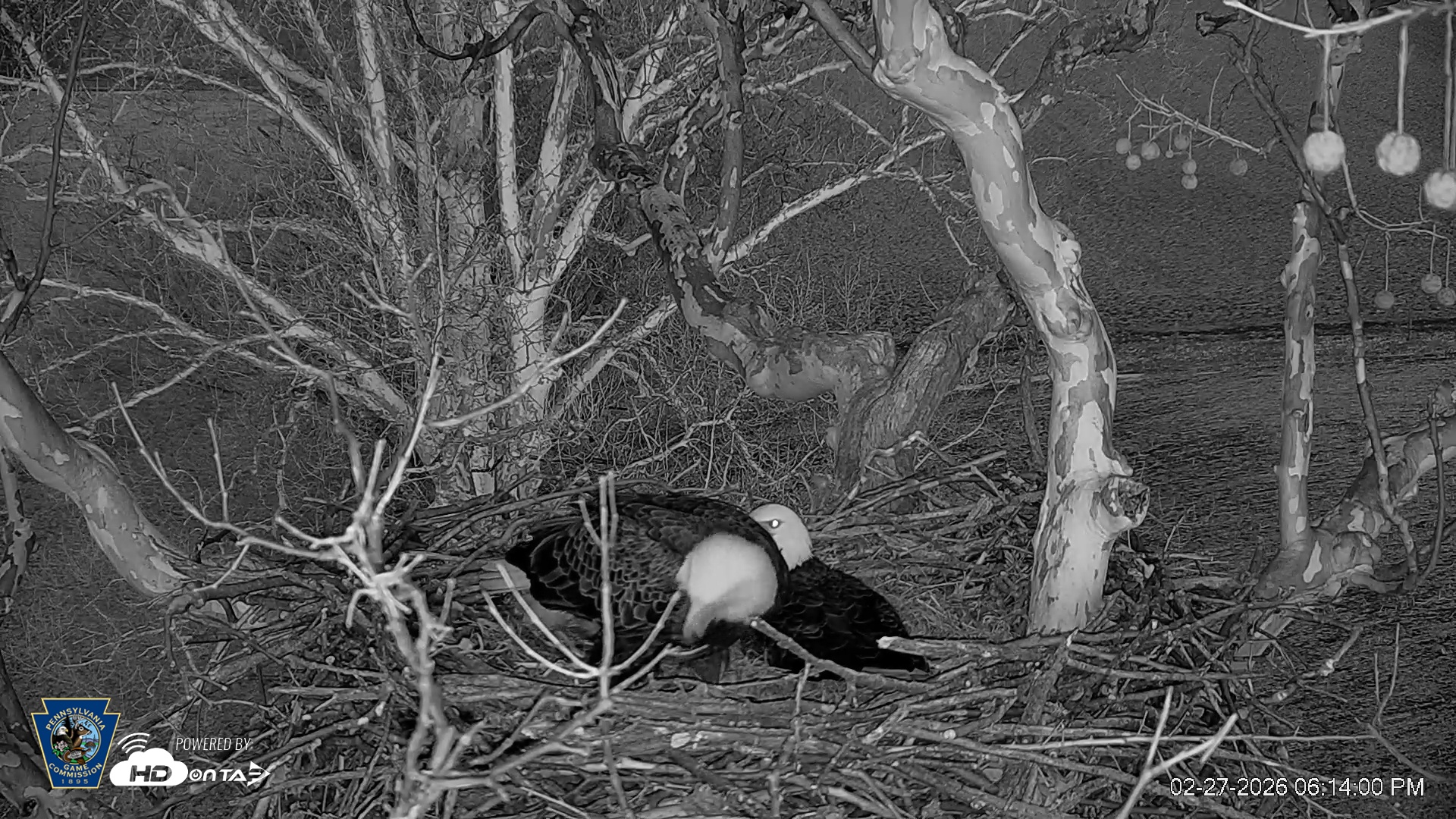 Snapshot of PA Farm Country Eagles Live Cams taken Feb 27, 2026, 6:15pm EST