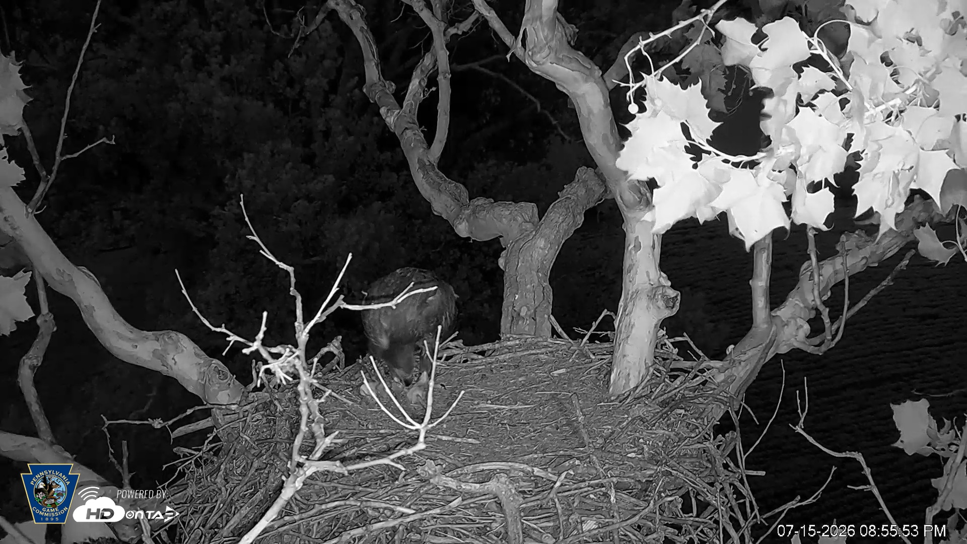 Snapshot of PA Farm Country Eagles Live Cams taken Jul 15, 2026, 8:56pm EDT