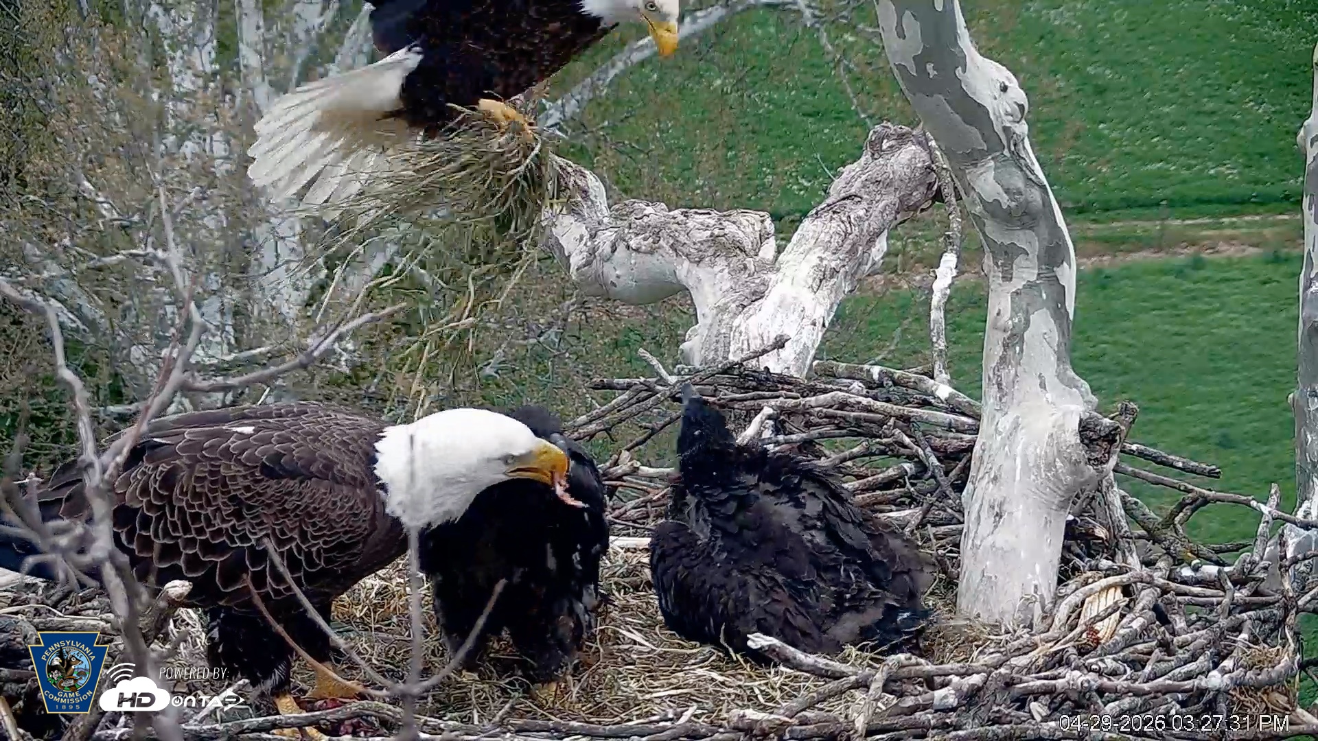 Snapshot of PA Farm Country Eagles Live Cams taken Apr 29, 2026, 3:29pm EDT