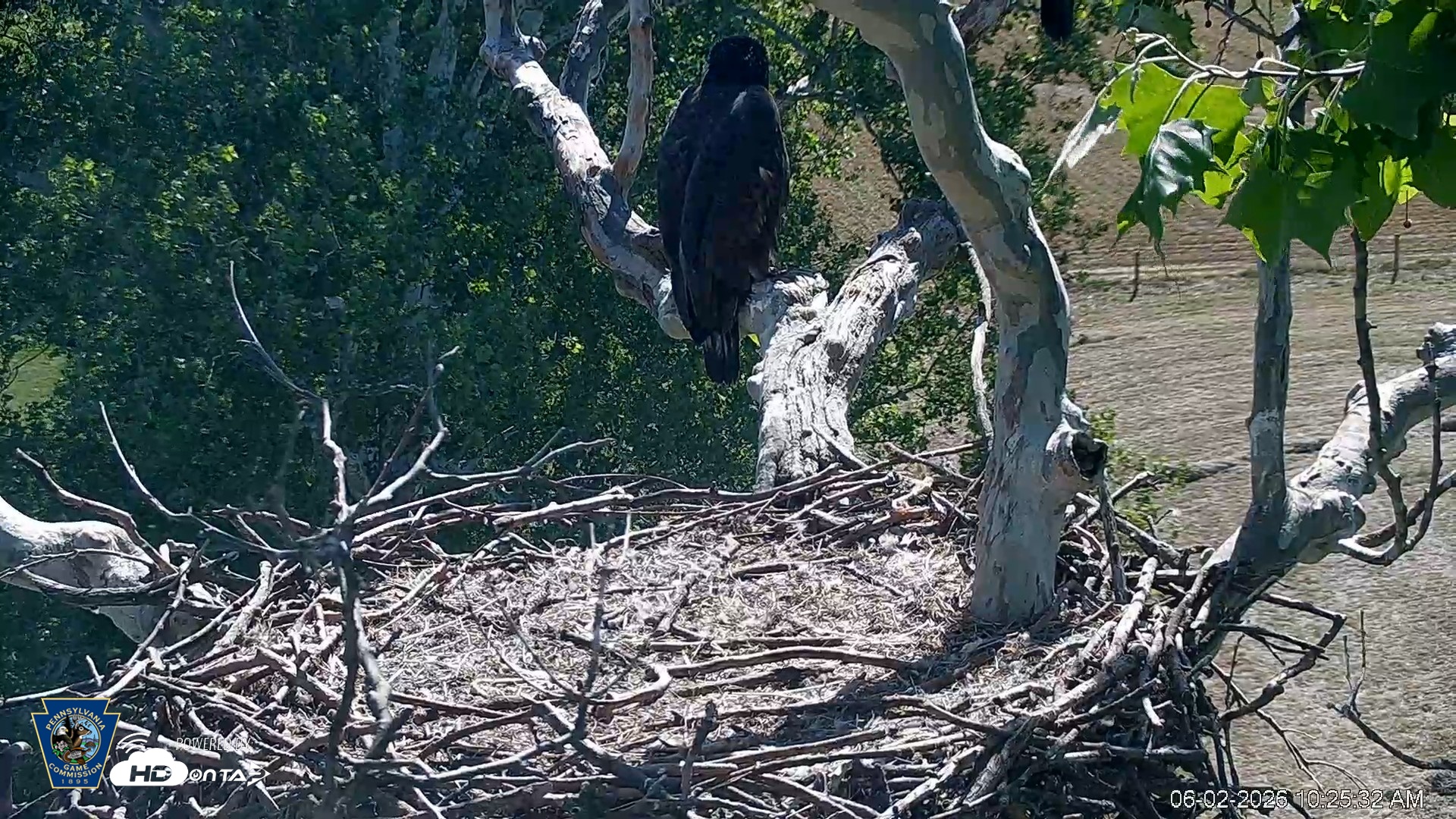 Snapshot of PA Farm Country Eagles Live Cams taken Jun 2, 2026, 10:26am EDT