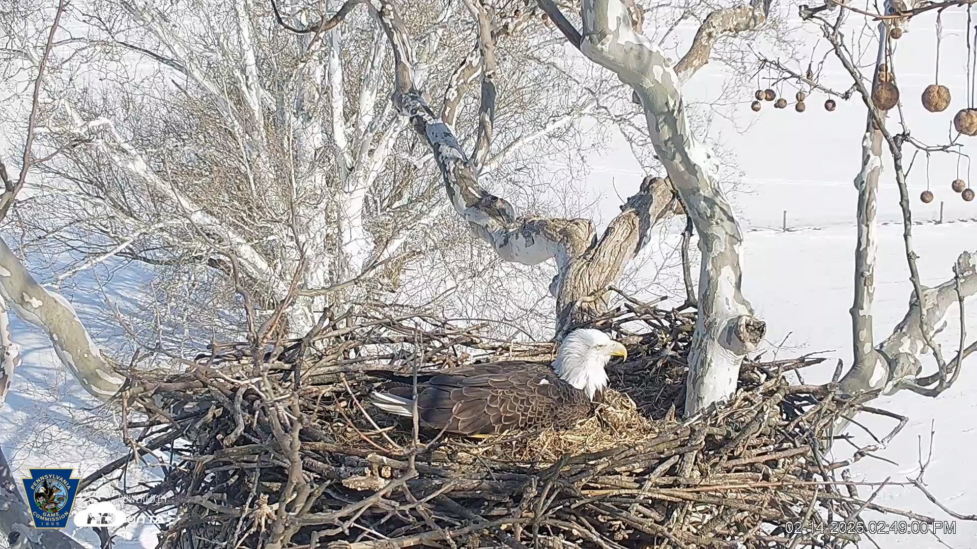 Snapshot of PA Farm Country Eagles Live Cams taken Feb 14, 2026, 2:49pm EST