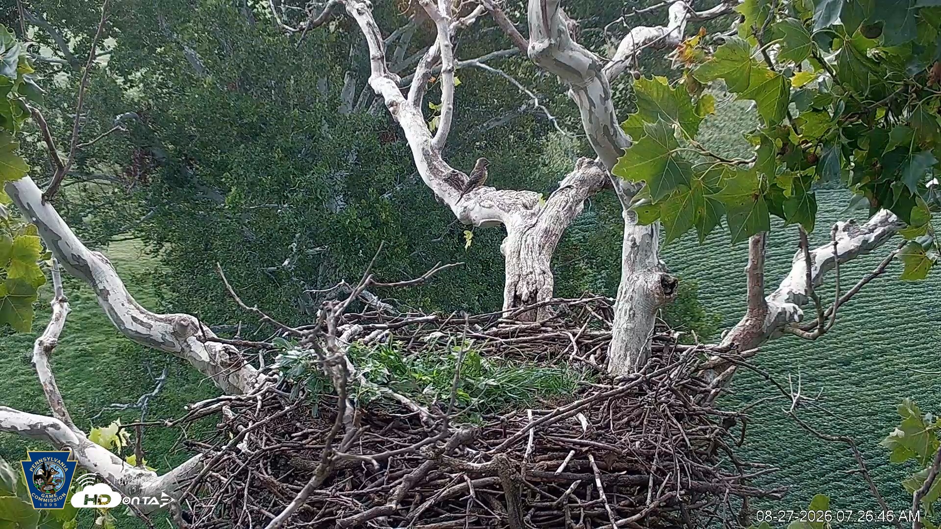 Snapshot of PA Farm Country Eagles Live Cams taken Aug 27, 2026, 7:27am EDT