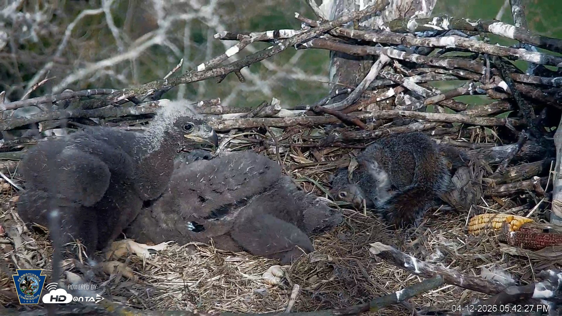 Snapshot of PA Farm Country Eagles Live Cams taken Apr 12, 2026, 5:43pm EDT