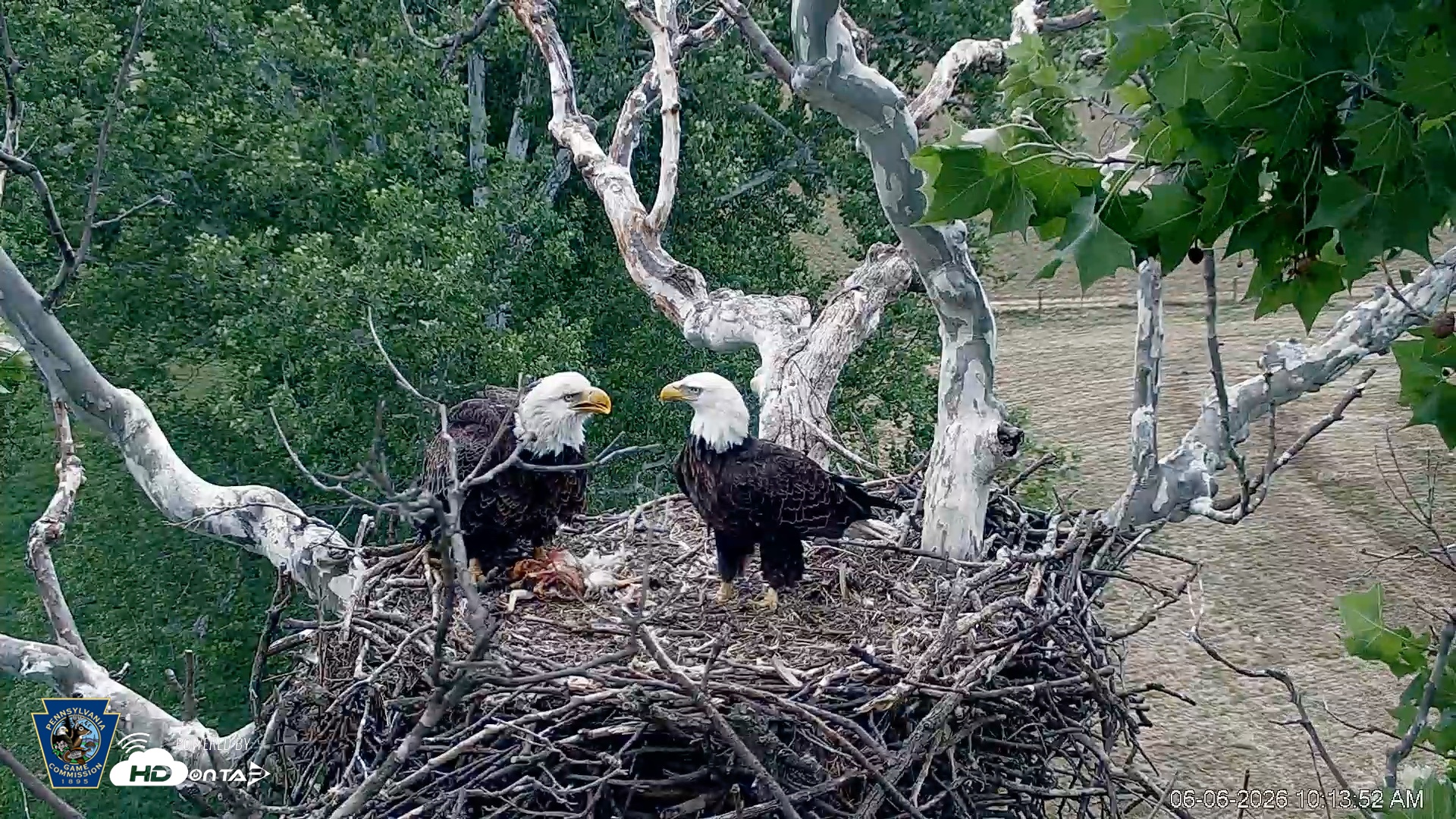 Snapshot of PA Farm Country Eagles Live Cams taken Jun 6, 2026, 10:15am EDT