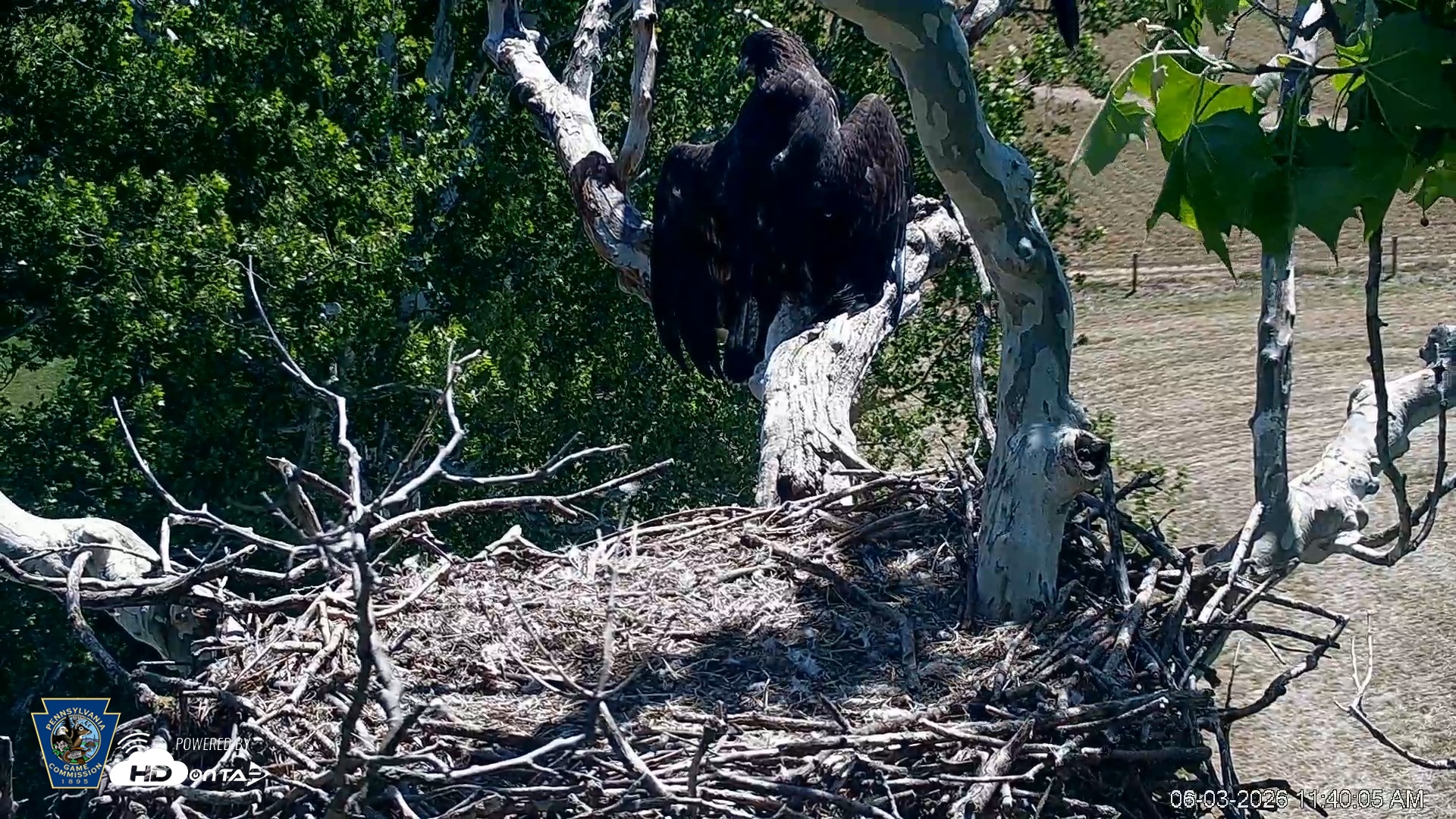 Snapshot of PA Farm Country Eagles Live Cams taken Jun 3, 2026, 11:41am EDT