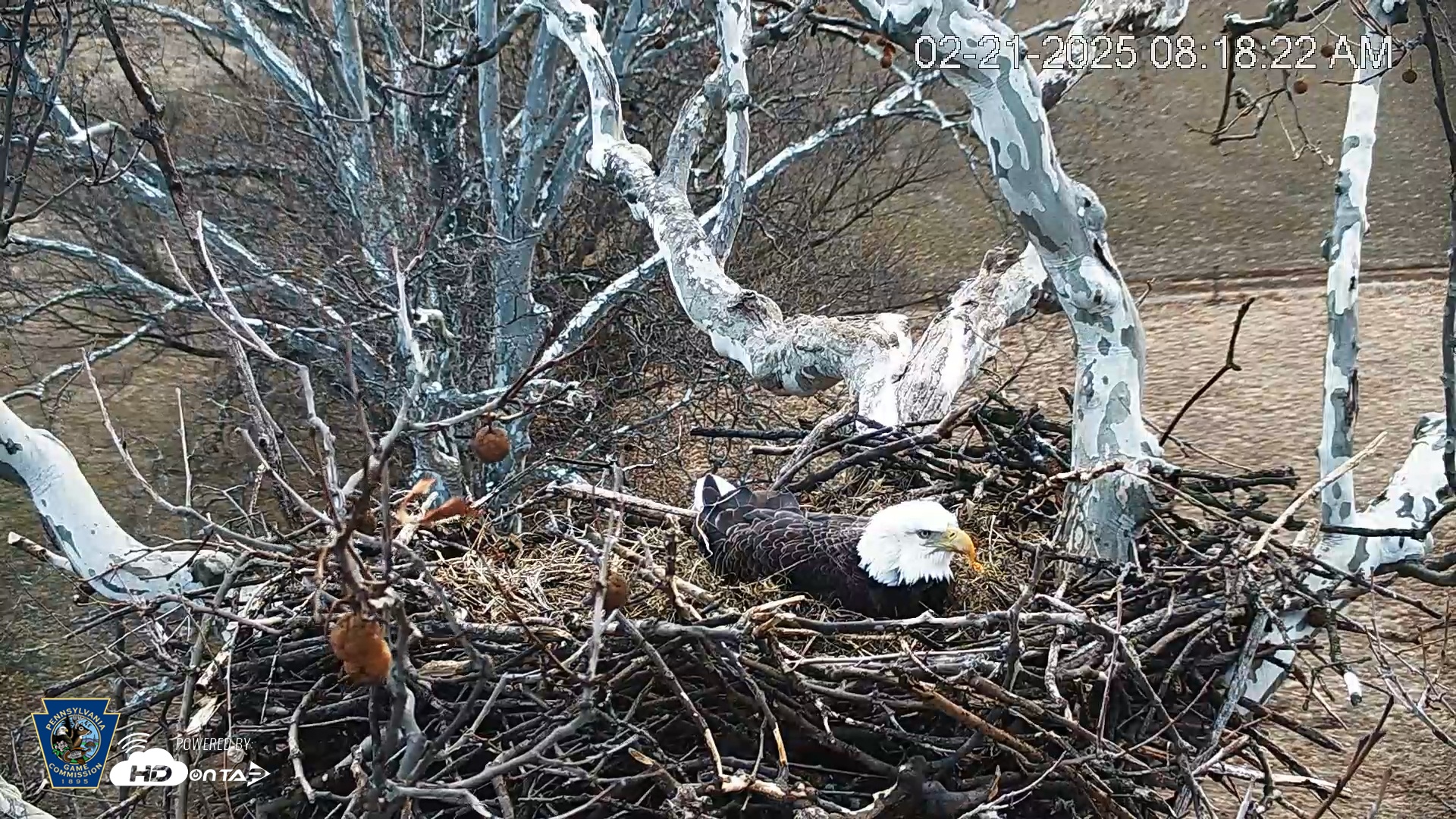 Snapshot of PA Farm Country Eagles Live Cams taken Feb 21, 2025, 8:19am EST
