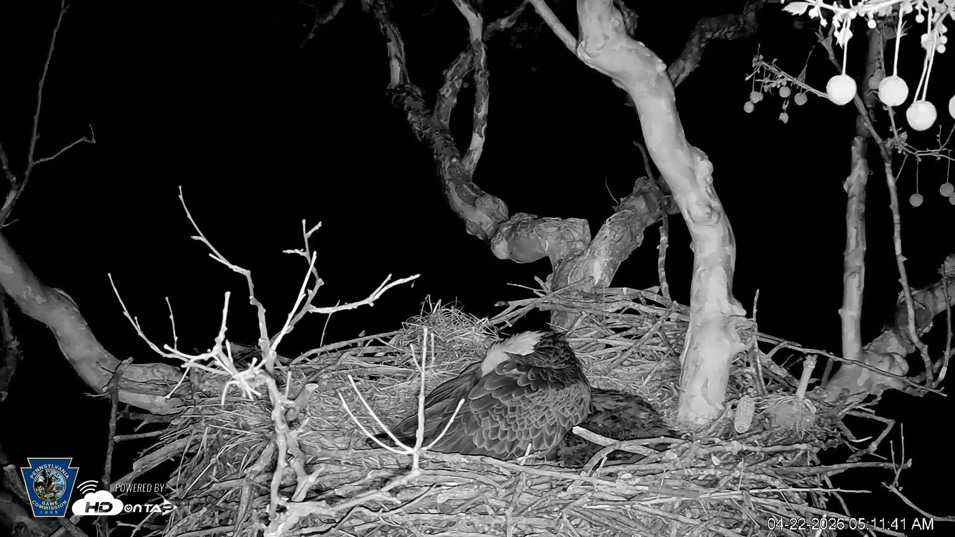 Snapshot of PA Farm Country Eagles Live Cams taken Apr 22, 2026, 5:12am EDT