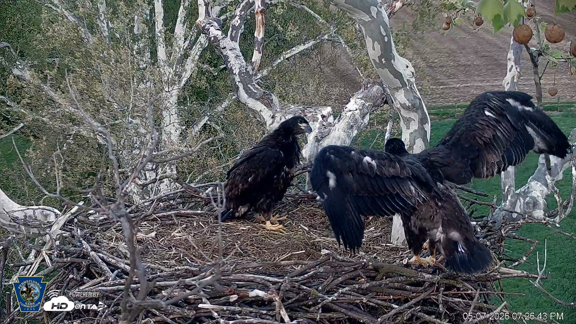 Snapshot of PA Farm Country Eagles Live Cams taken May 7, 2026, 7:27pm EDT