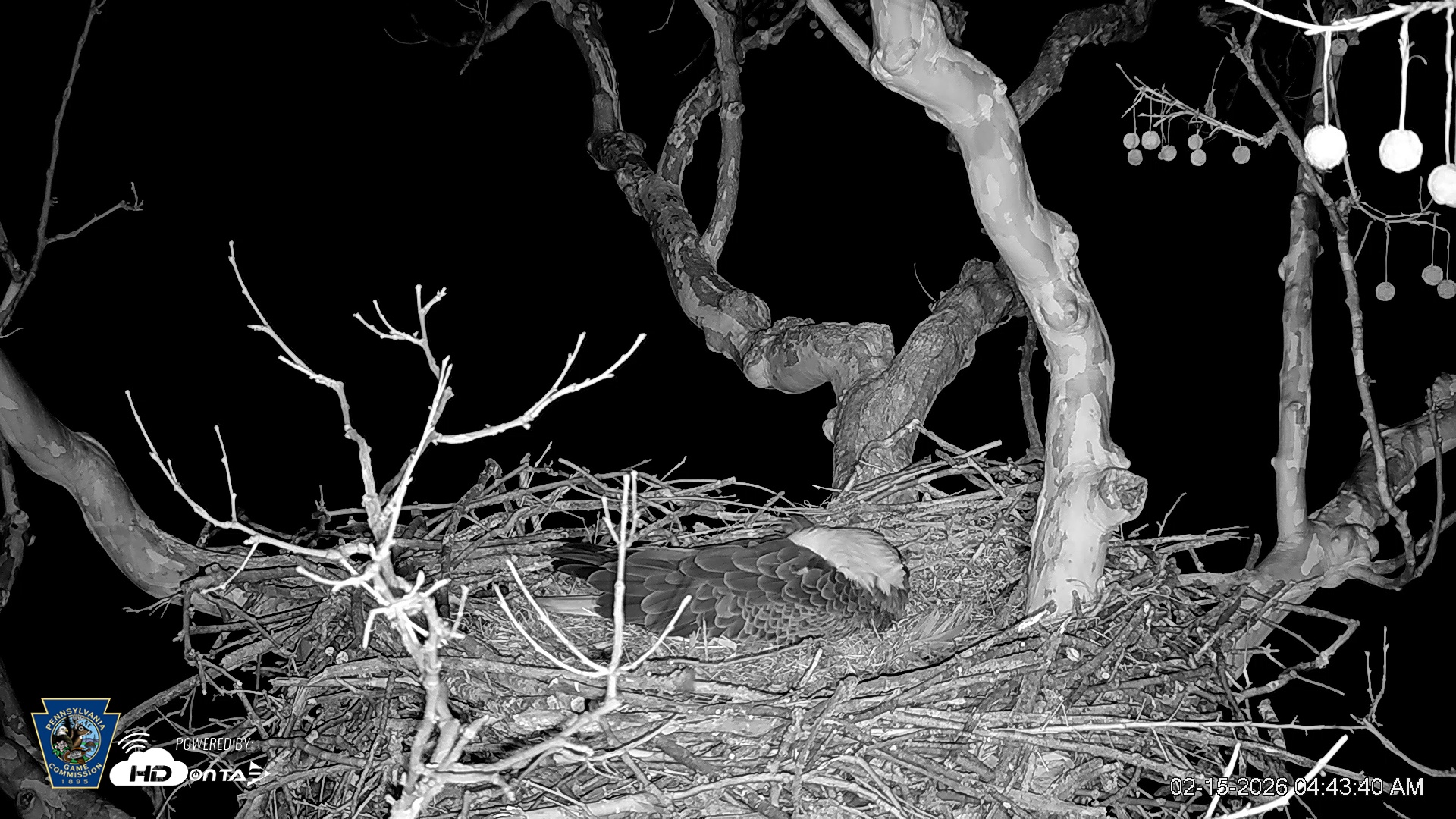 Snapshot of PA Farm Country Eagles Live Cams taken Feb 15, 2026, 4:44am EST