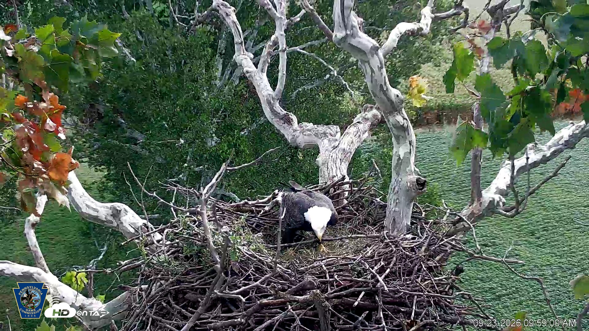Snapshot of PA Farm Country Eagles Live Cams taken Sep 23, 2026, 9:59am EDT