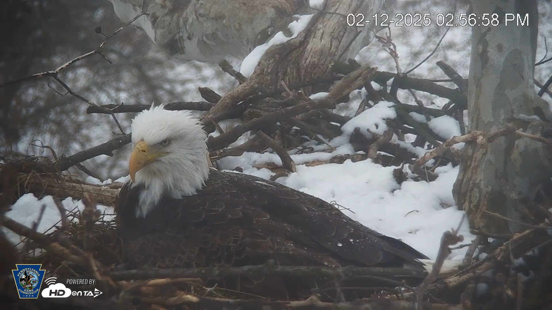 Snapshot of PA Farm Country Eagles Live Cams taken Feb 12, 2025, 2:57pm EST