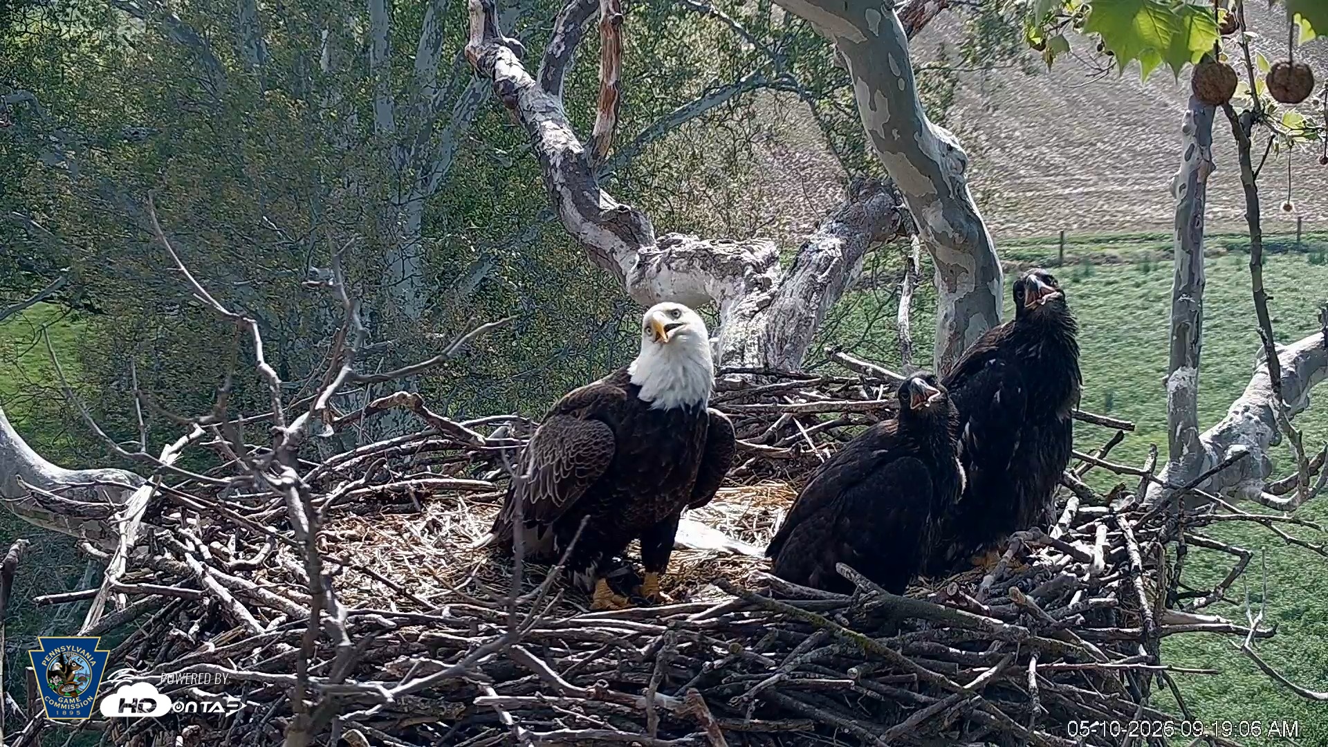 Snapshot of PA Farm Country Eagles Live Cams taken May 10, 2026, 9:19am EDT
