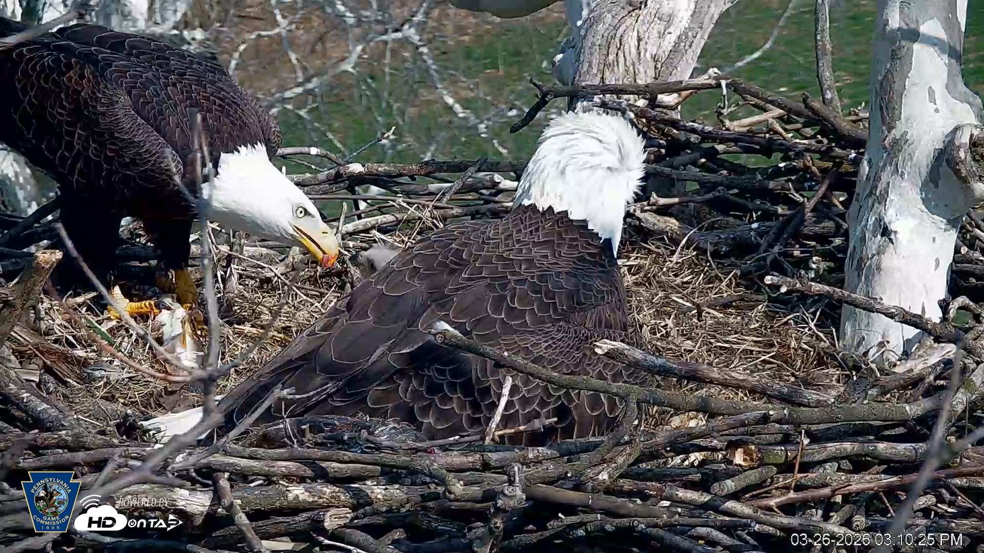 Snapshot of PA Farm Country Eagles Live Cams taken Mar 26, 2026, 3:11pm EDT