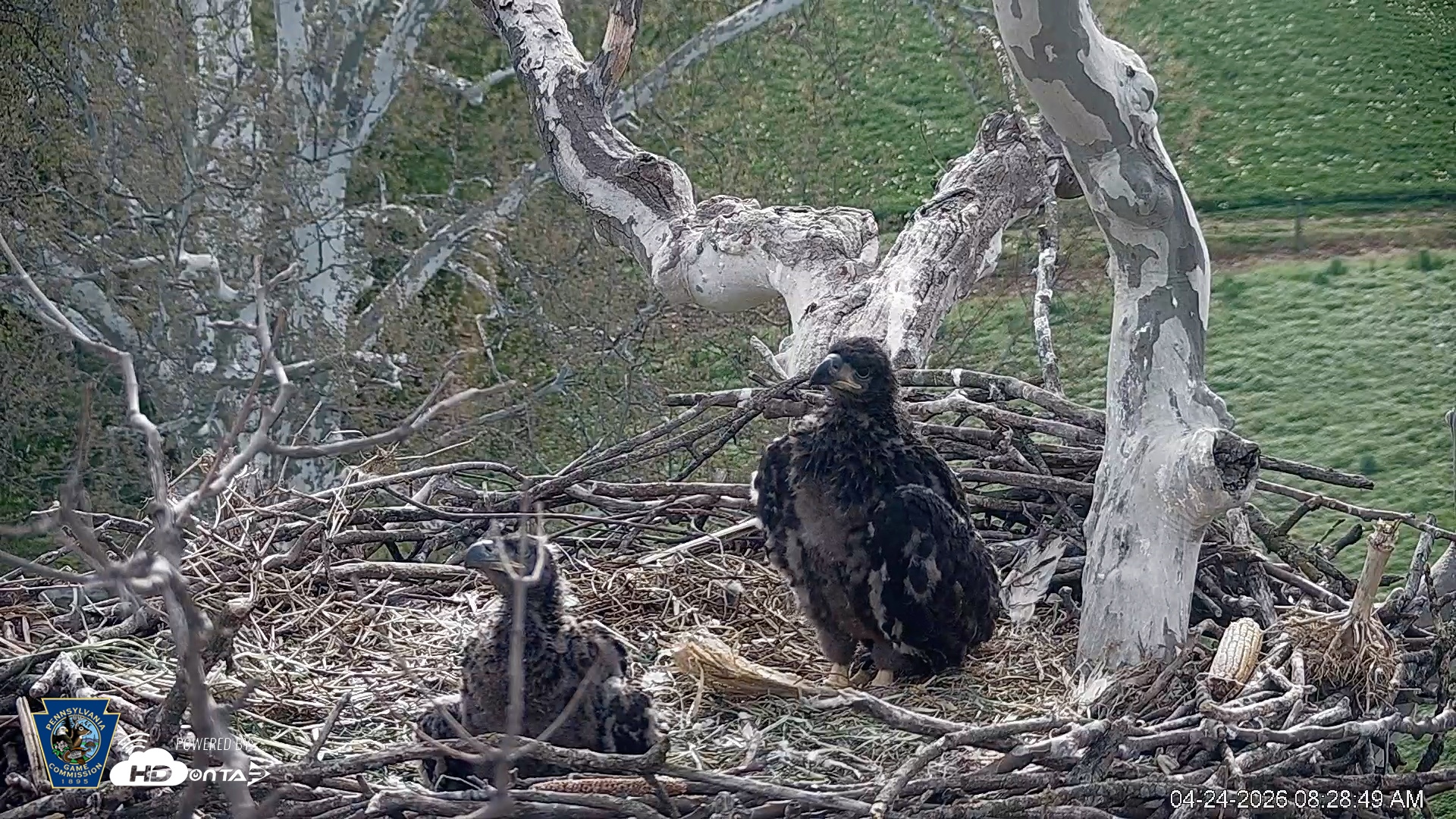 Snapshot of PA Farm Country Eagles Live Cams taken Apr 24, 2026, 8:29am EDT
