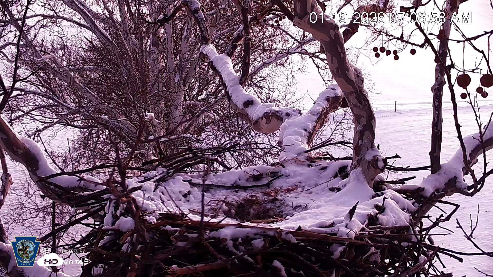 Snapshot of PA Farm Country Eagles Live Cams taken Jan 19, 2026, 7:07am EST