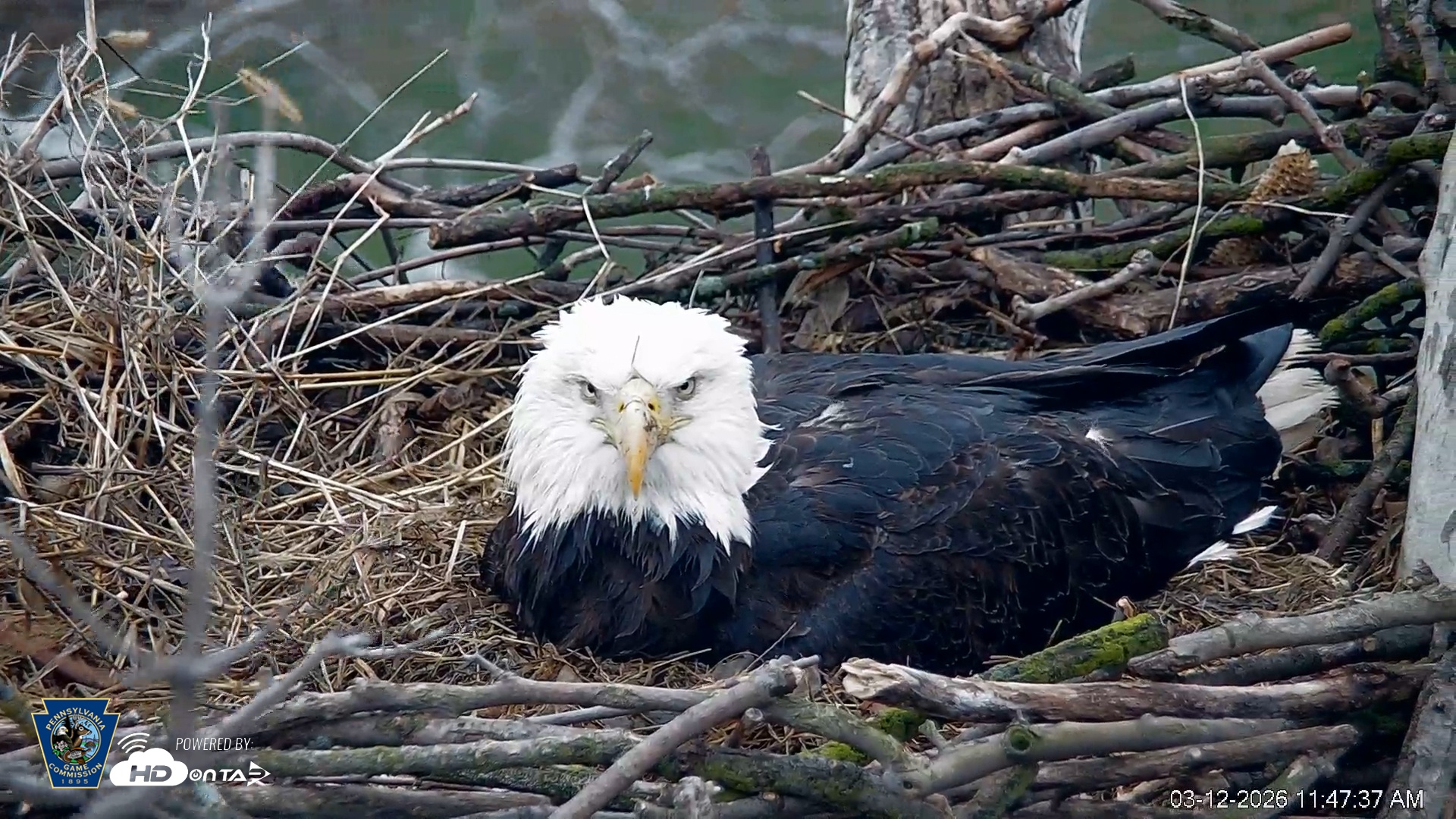 Snapshot of PA Farm Country Eagles Live Cams taken Mar 12, 2026, 11:48am EDT