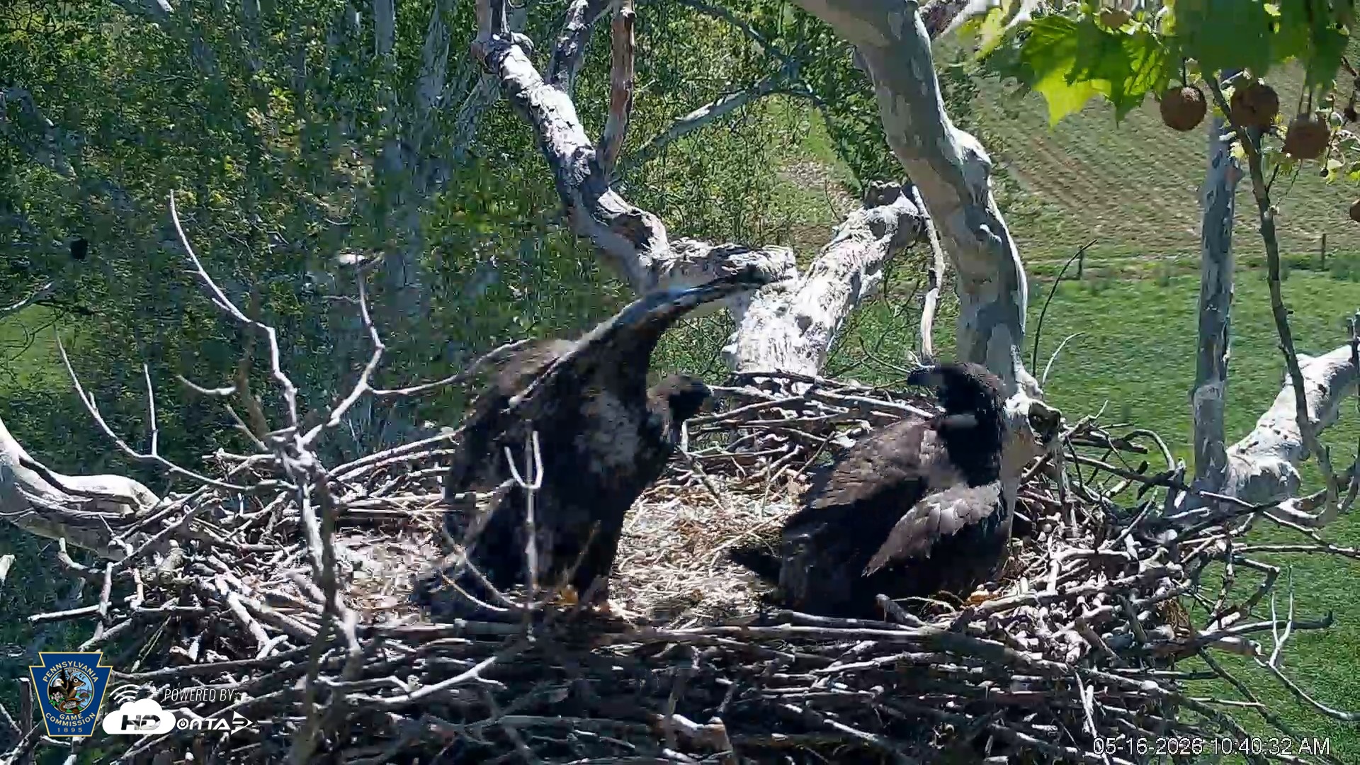 Snapshot of PA Farm Country Eagles Live Cams taken May 16, 2026, 10:41am EDT