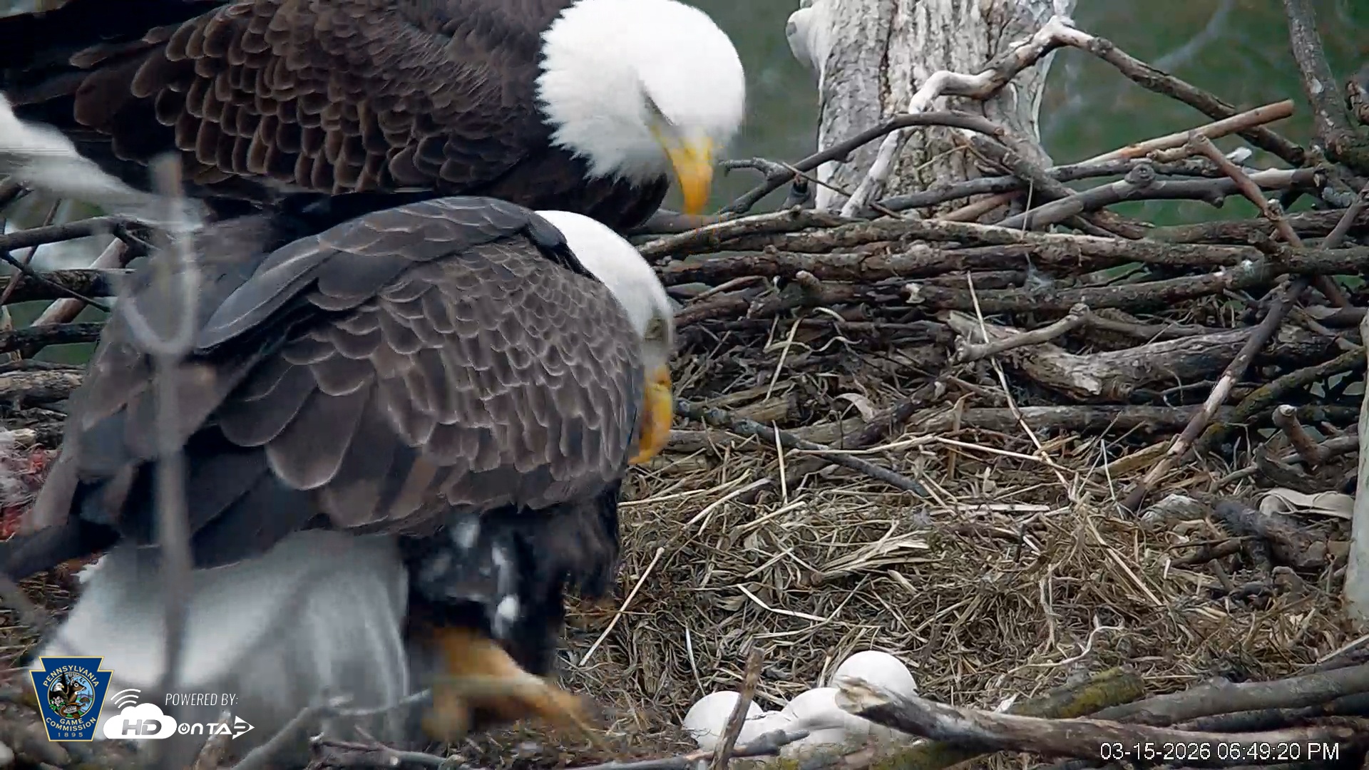 Snapshot of PA Farm Country Eagles Live Cams taken Mar 15, 2026, 6:50pm EDT