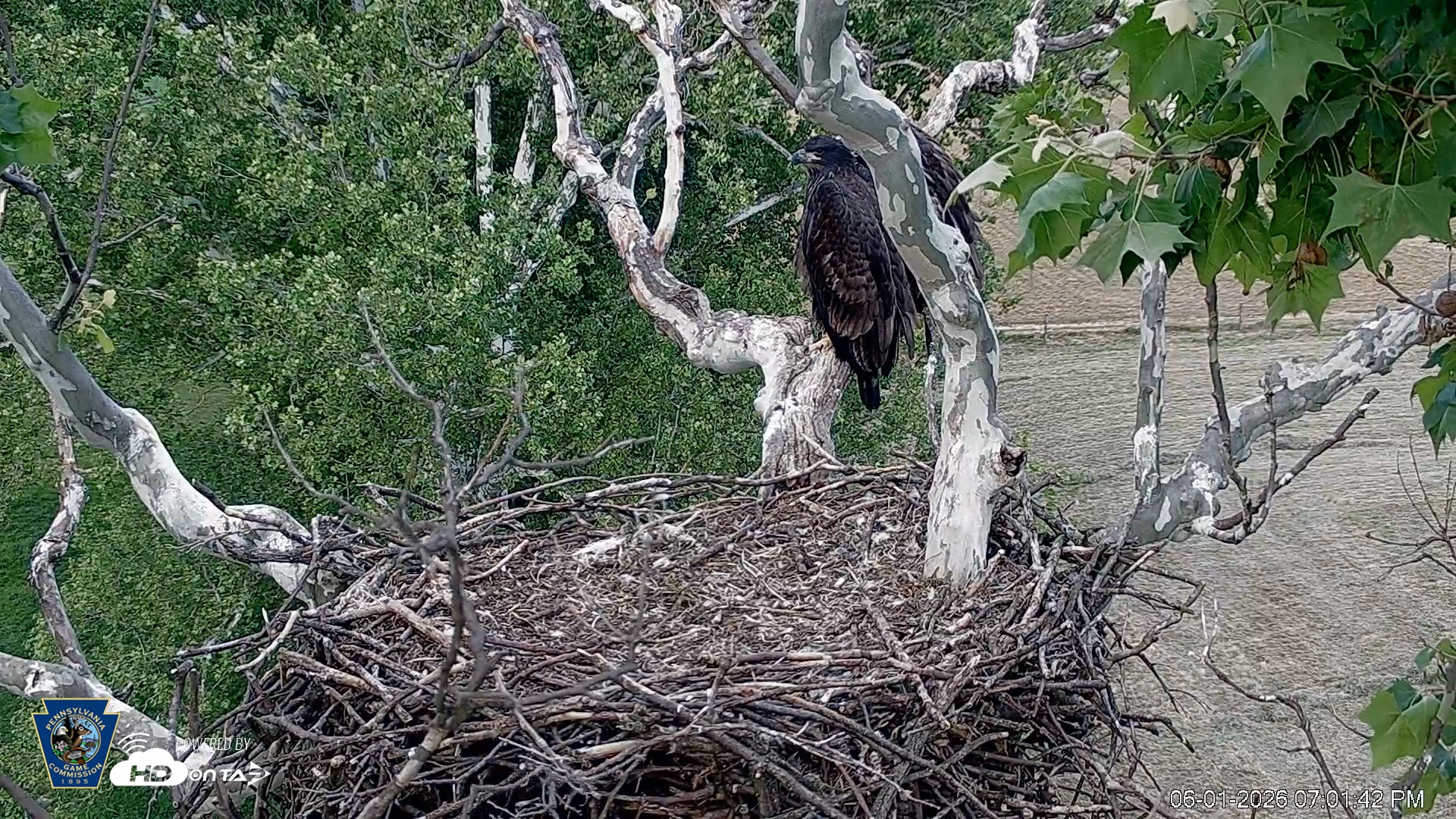 Snapshot of PA Farm Country Eagles Live Cams taken Jun 1, 2026, 7:04pm EDT