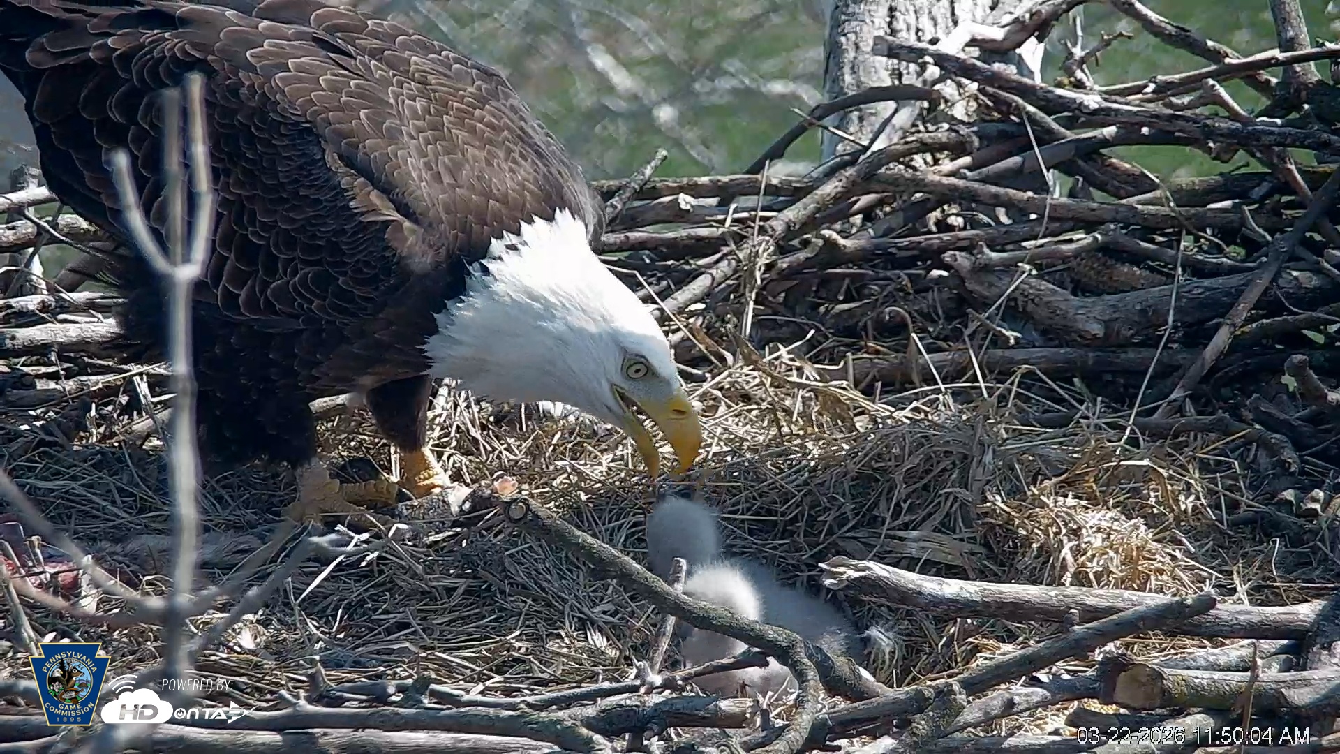 Snapshot of PA Farm Country Eagles Live Cams taken Mar 22, 2026, 11:51am EDT