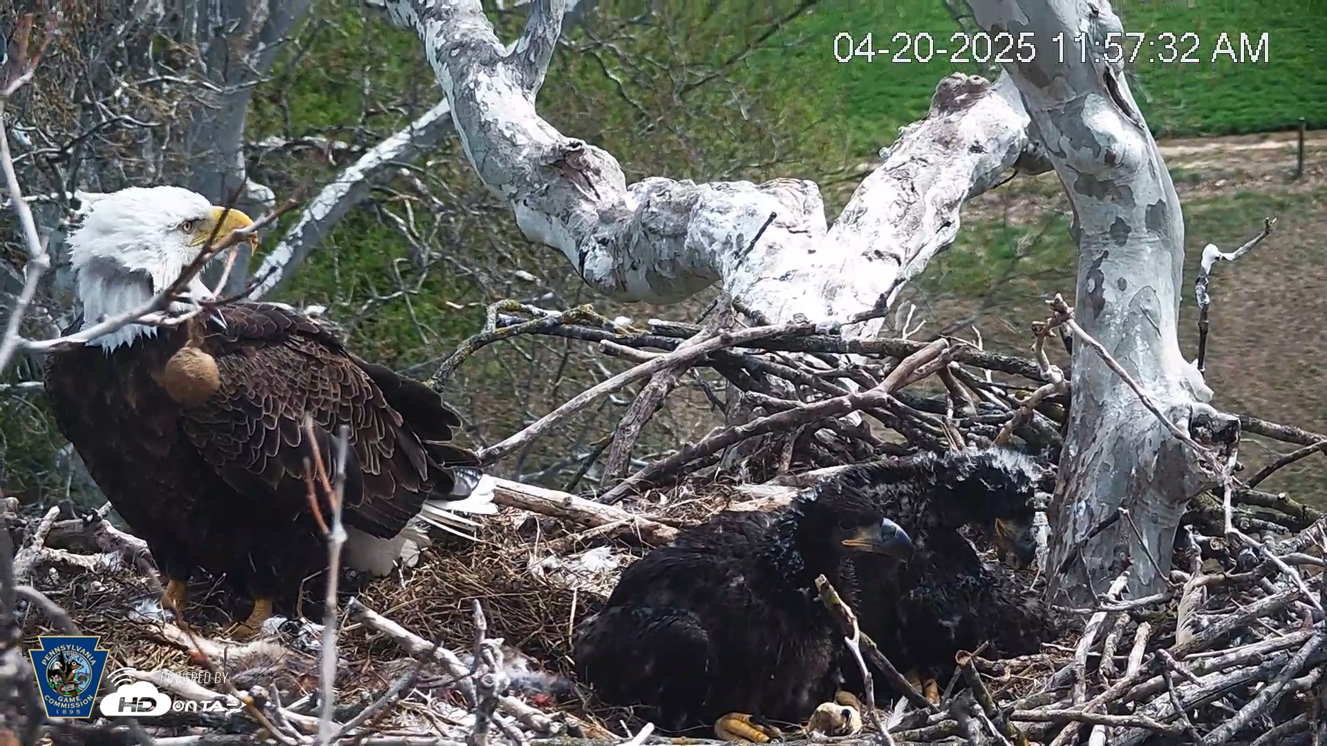 Snapshot of PA Farm Country Eagles Live Cams taken Apr 20, 2025, 11:58am EDT