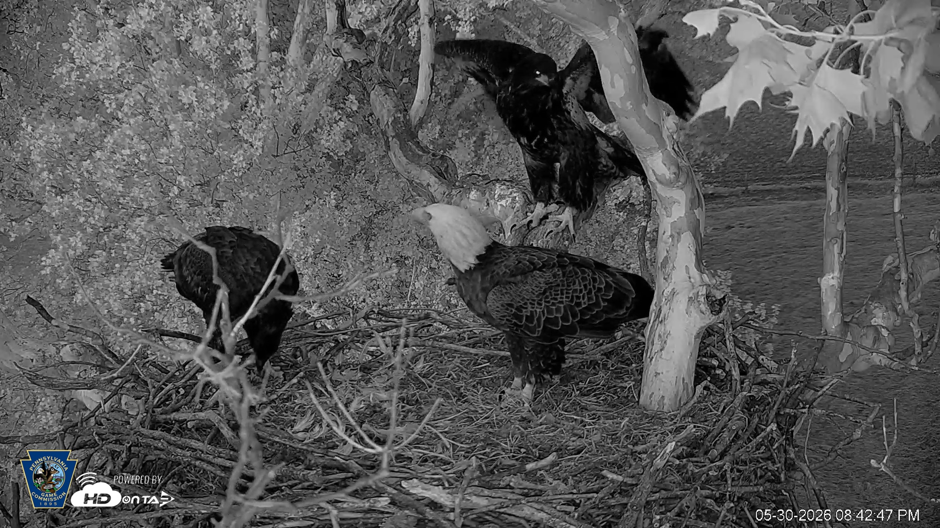 Snapshot of PA Farm Country Eagles Live Cams taken May 30, 2026, 8:43pm EDT