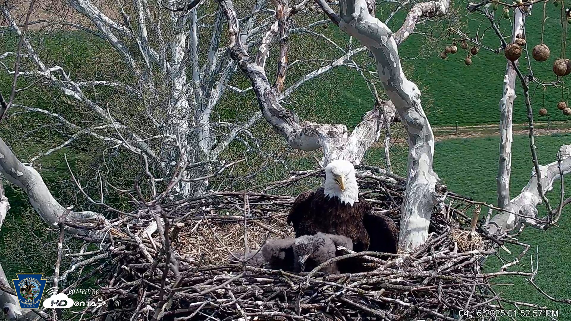 Snapshot of PA Farm Country Eagles Live Cams taken Apr 16, 2026, 1:54pm EDT