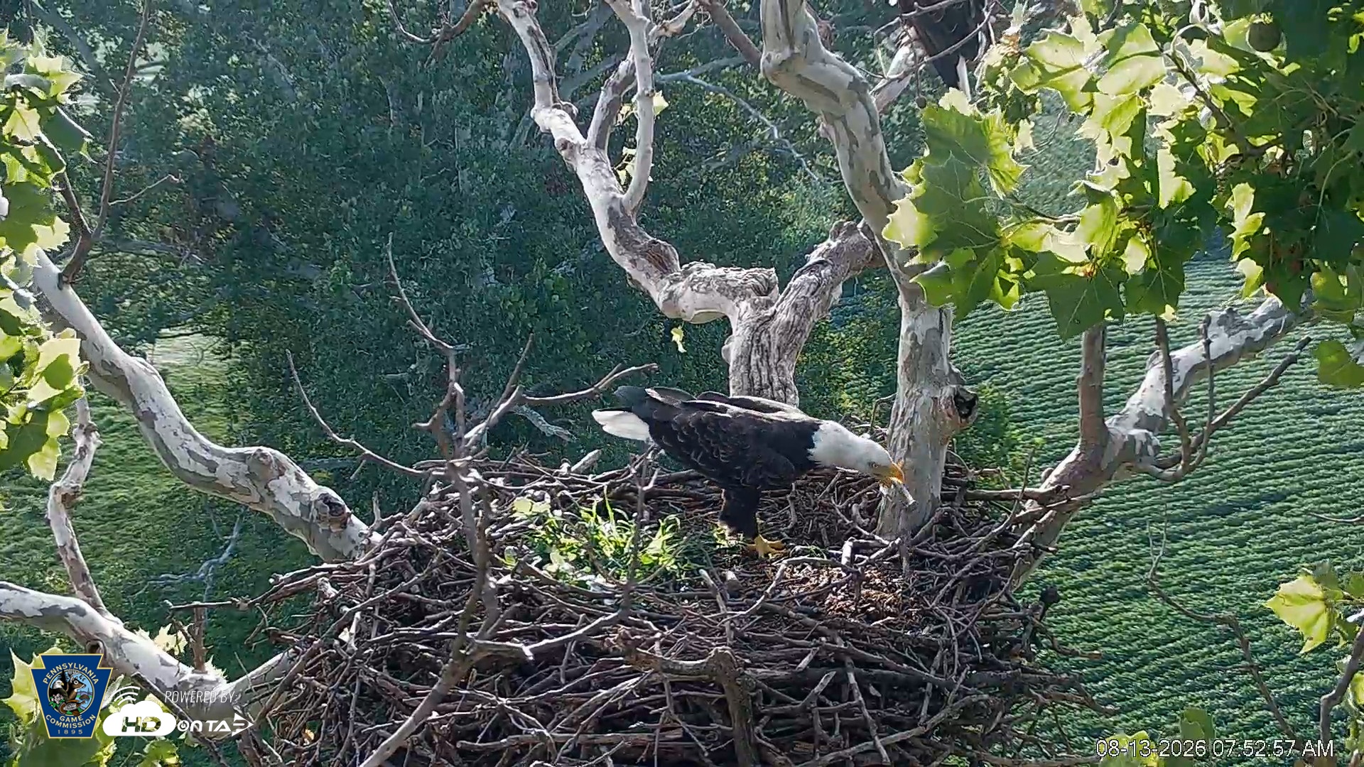 Snapshot of PA Farm Country Eagles Live Cams taken Aug 13, 2026, 7:53am EDT