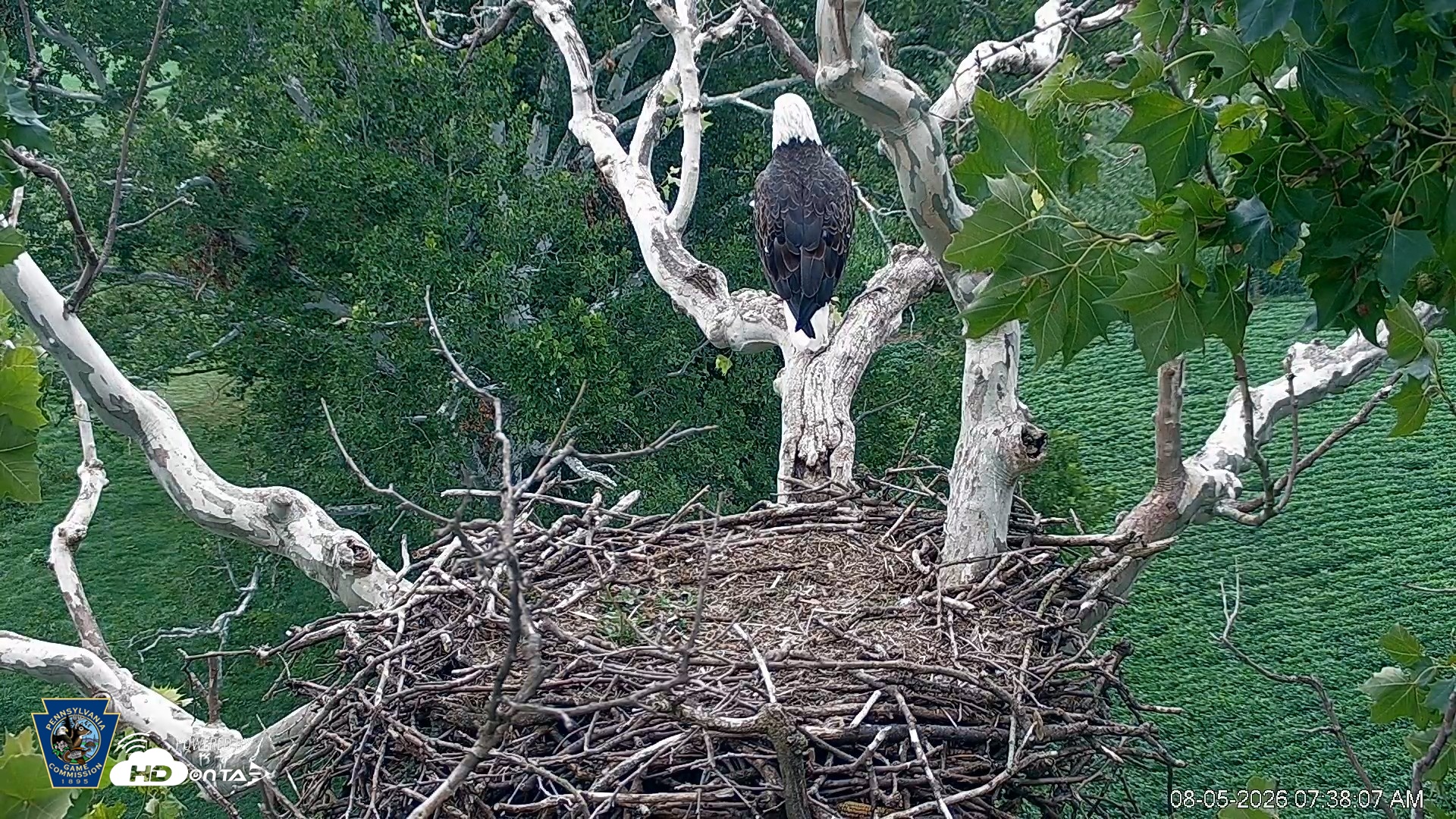 Snapshot of PA Farm Country Eagles Live Cams taken Aug 5, 2026, 7:39am EDT