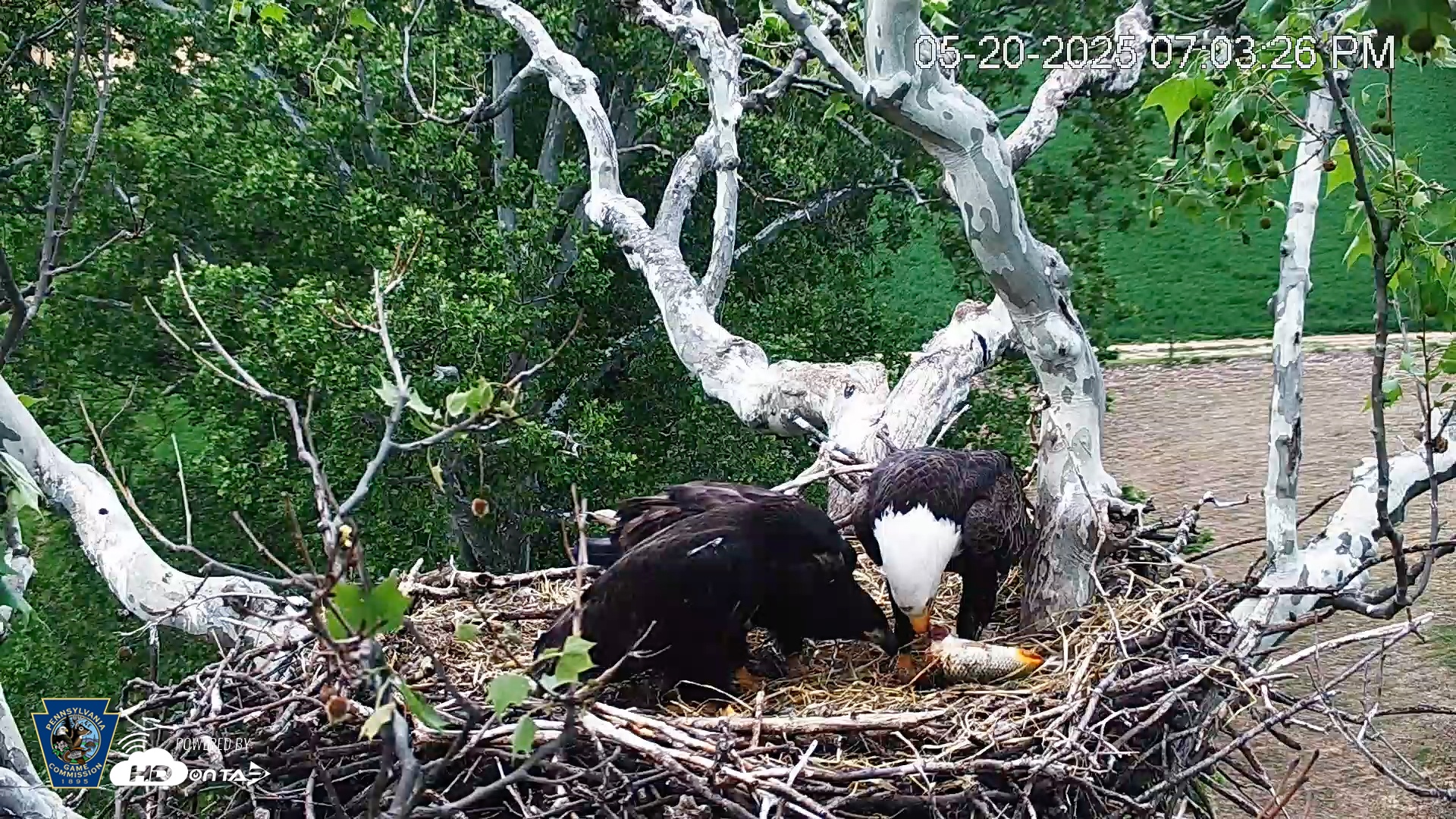 Snapshot of PA Farm Country Eagles Live Cams taken May 20, 2025, 7:03pm EDT